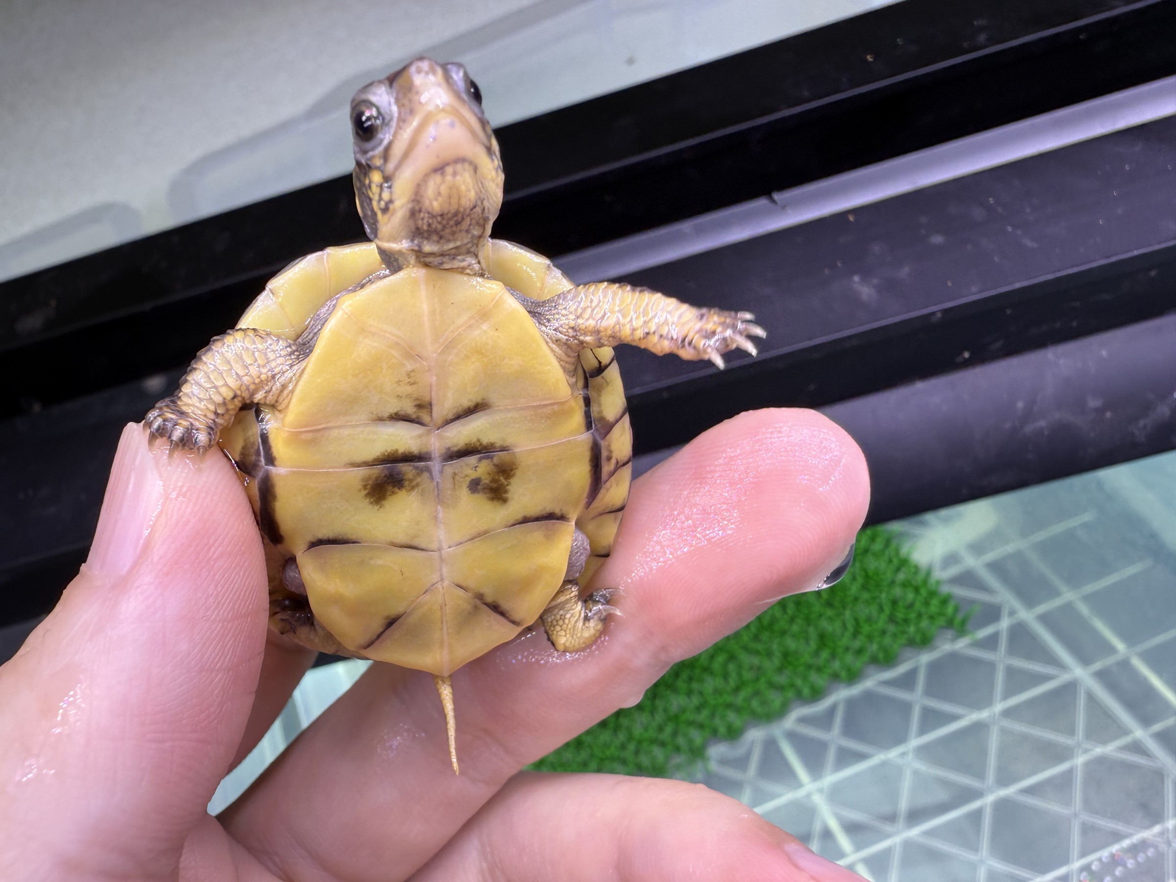 わが家で飼育しているカメ