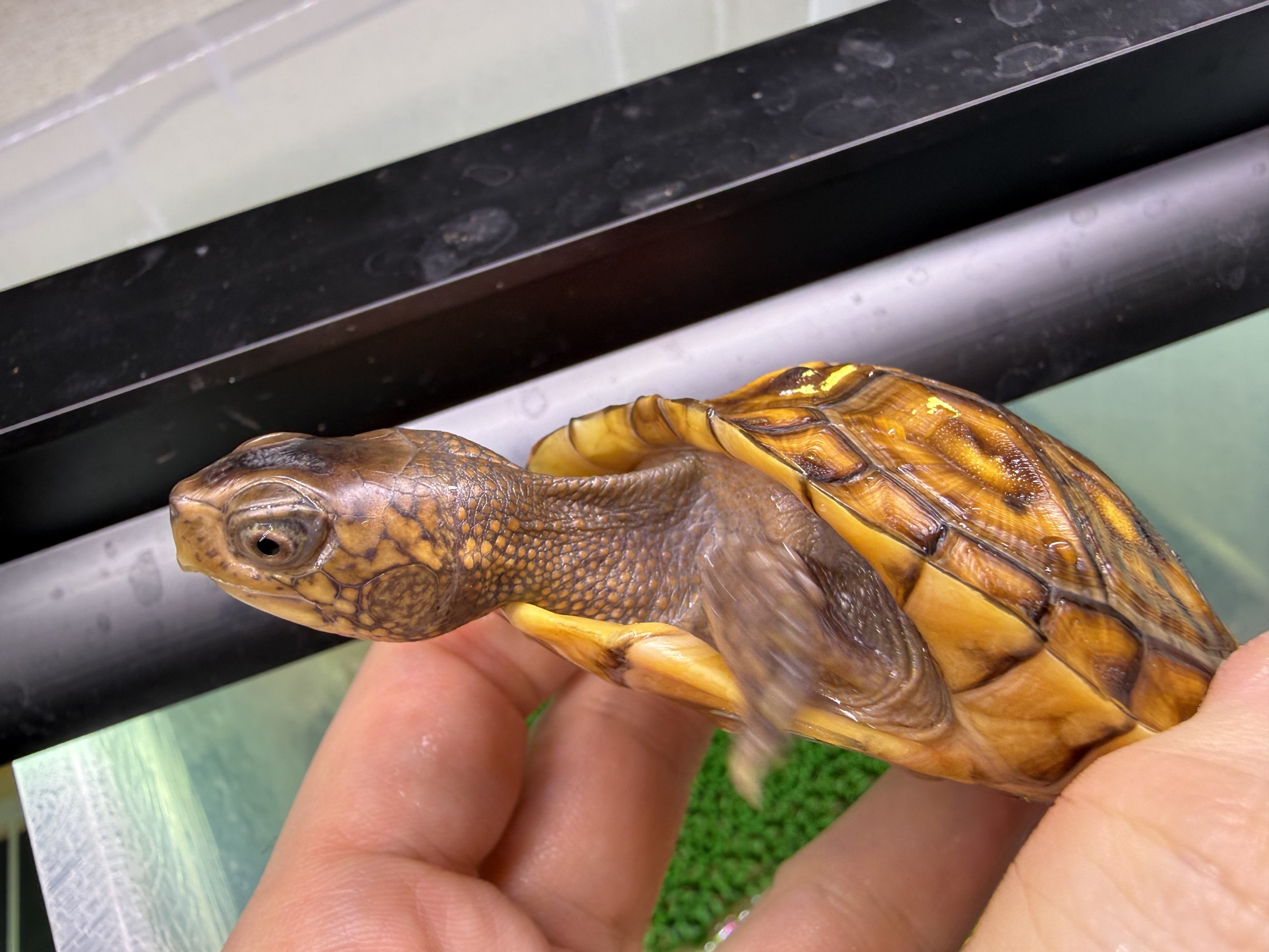 わが家で飼育しているカメ