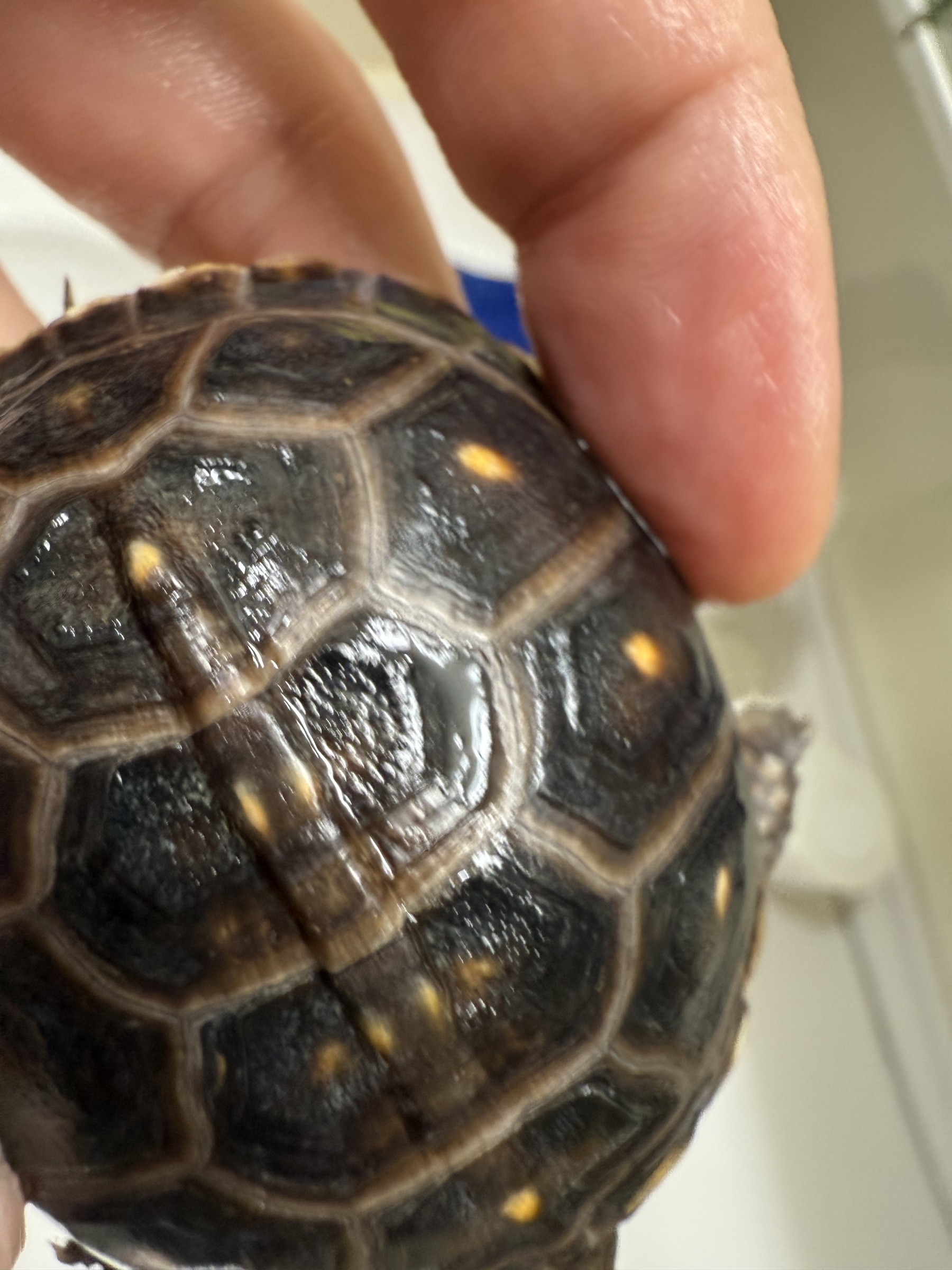 わが家で飼育しているカメ