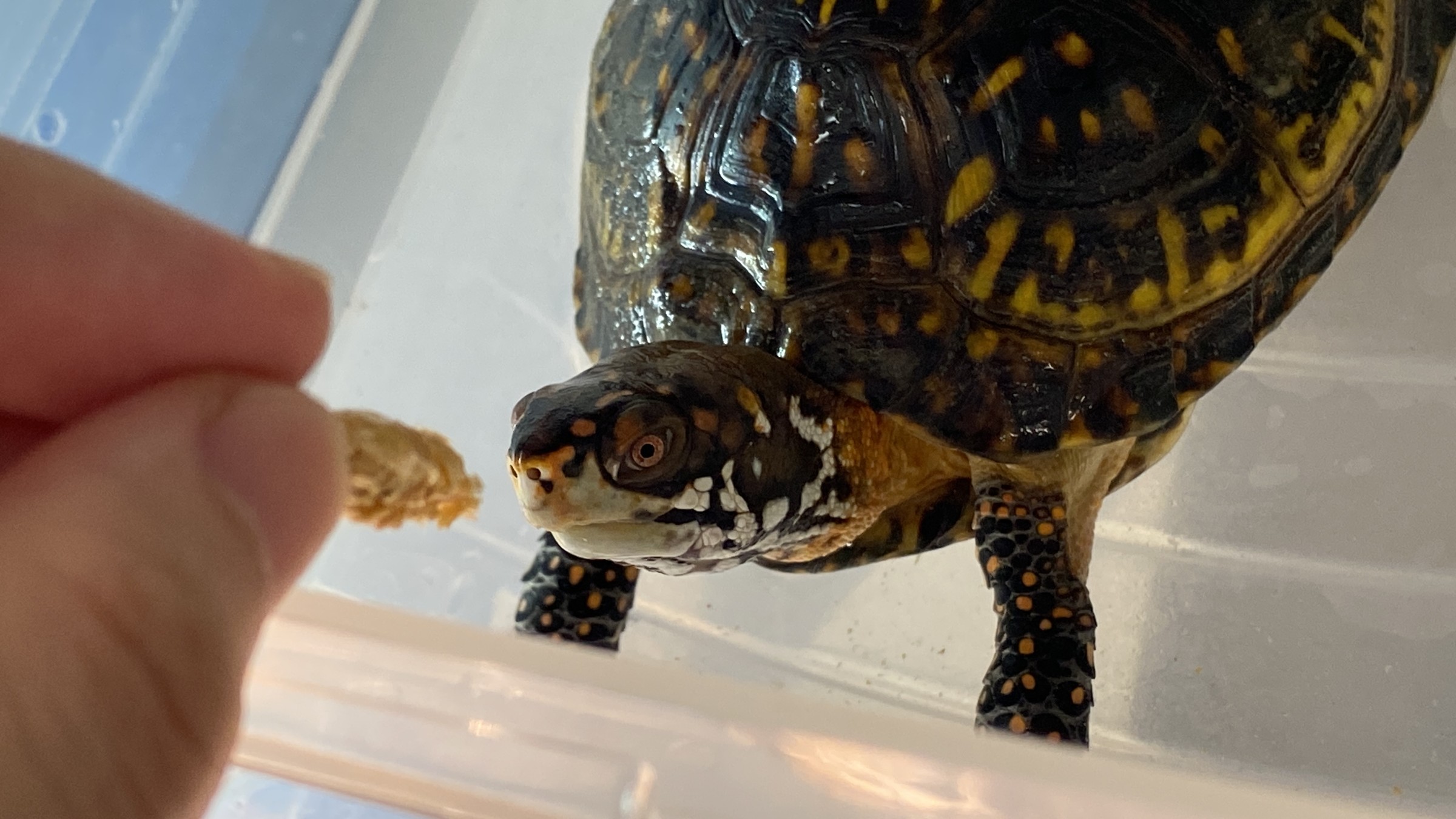 わが家で飼育しているカメ