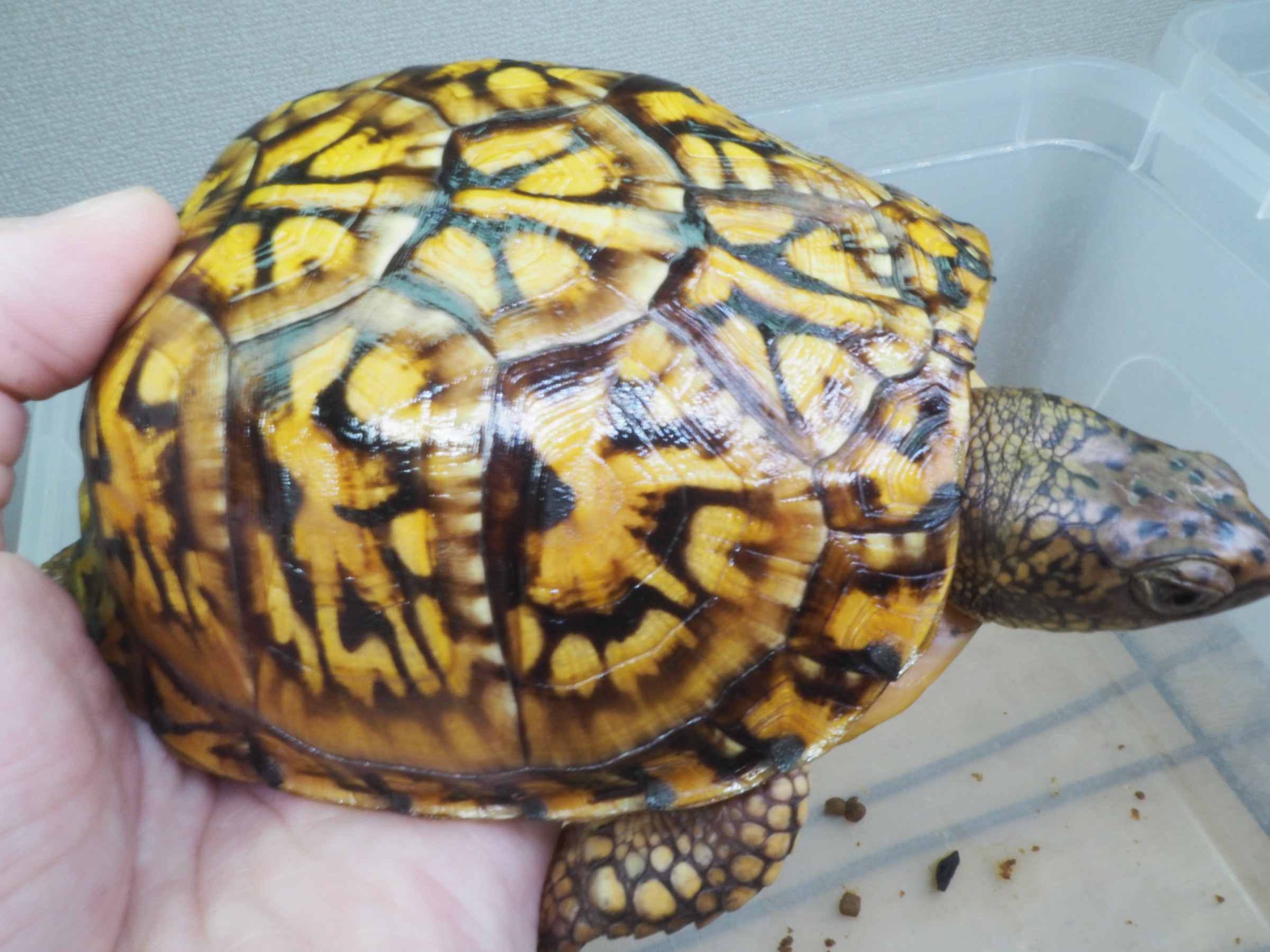 わが家で飼育しているカメ