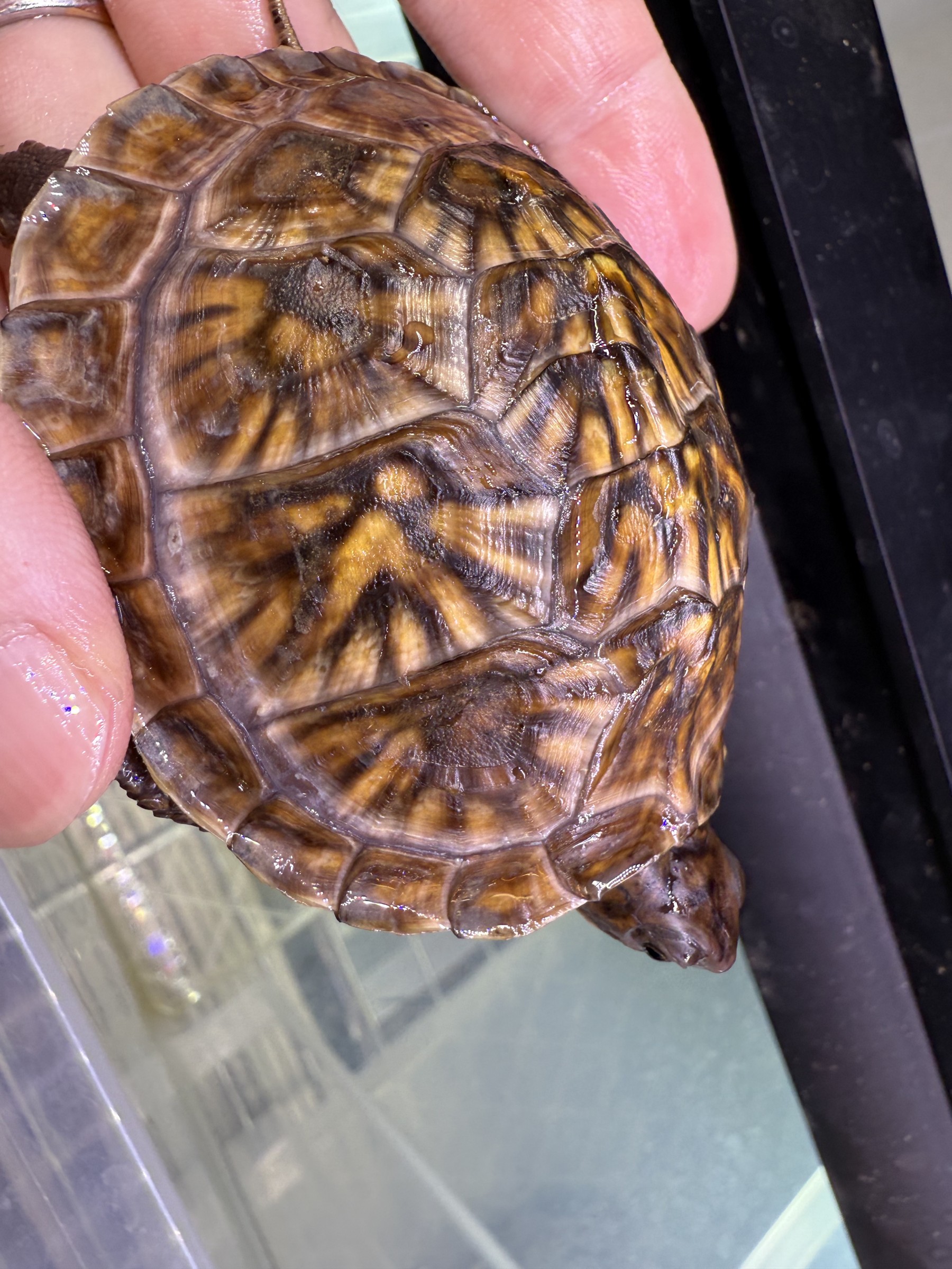 わが家で飼育しているカメ