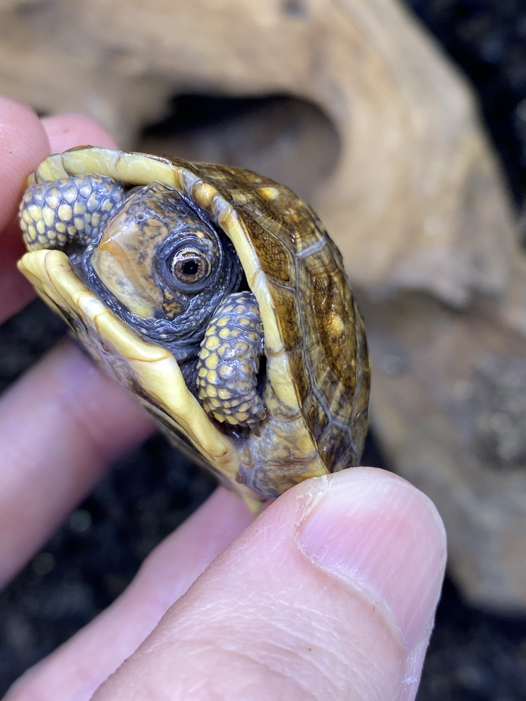 わが家で飼育しているカメ