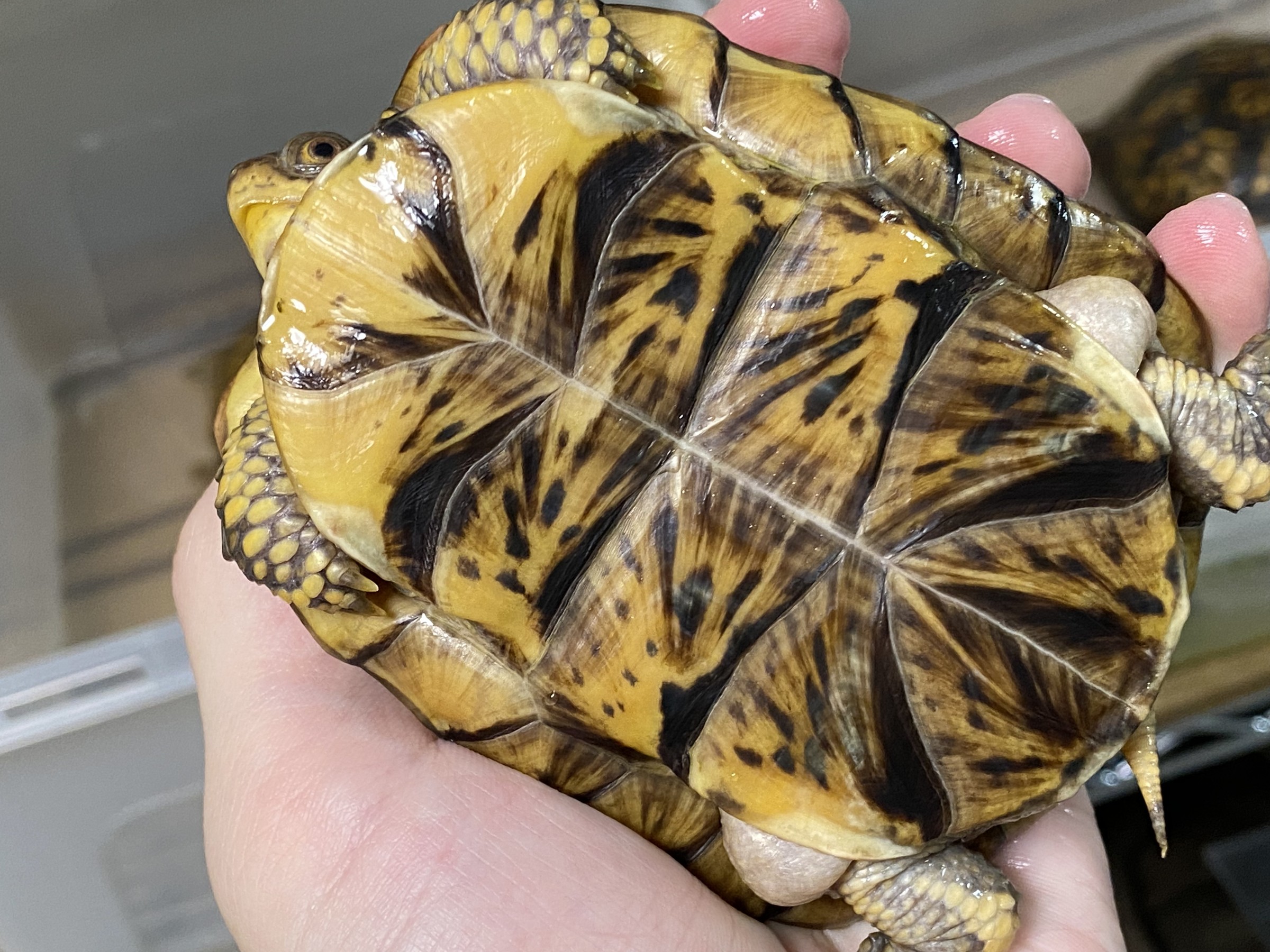 わが家で飼育しているカメ