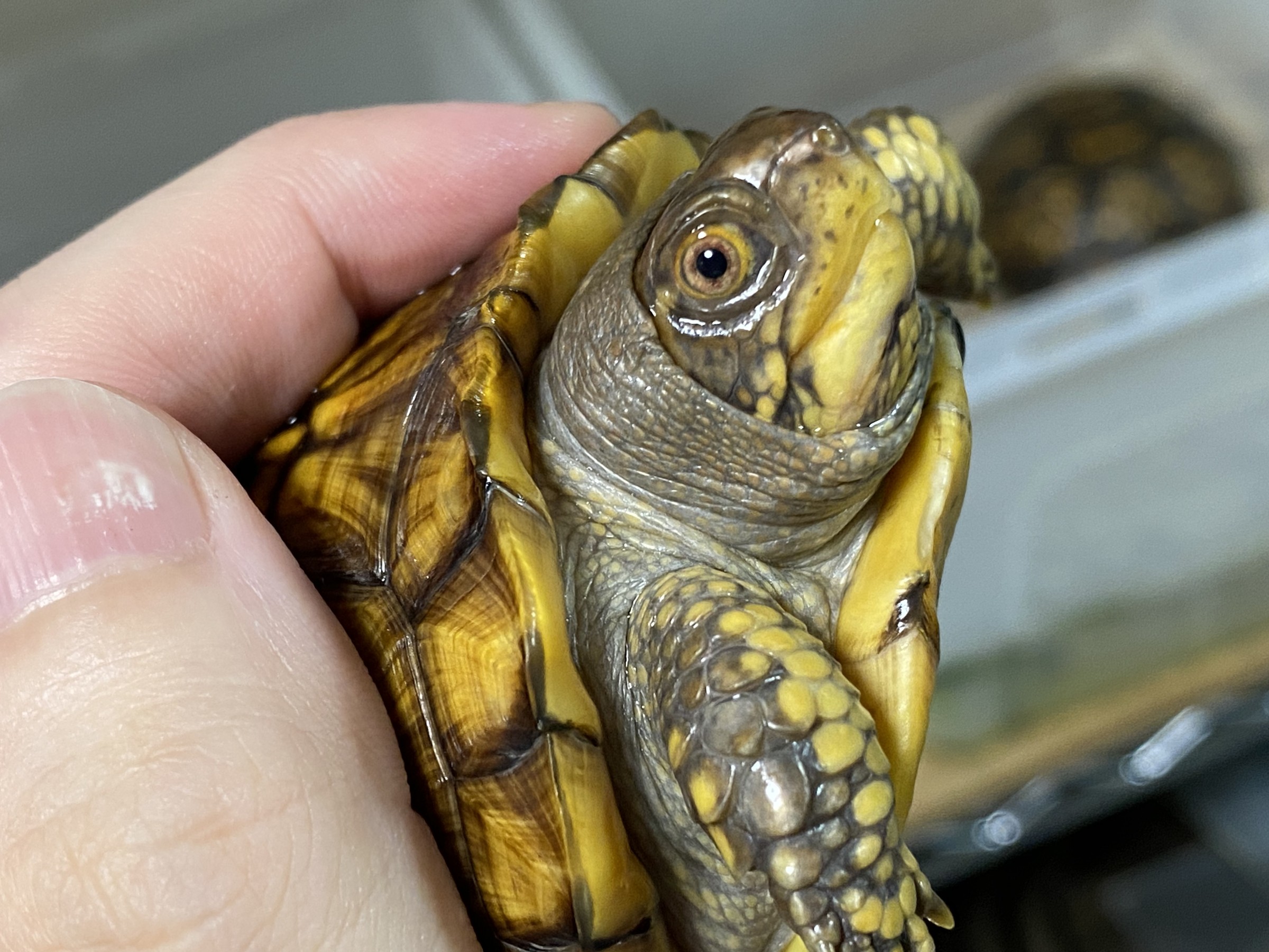 わが家で飼育しているカメ