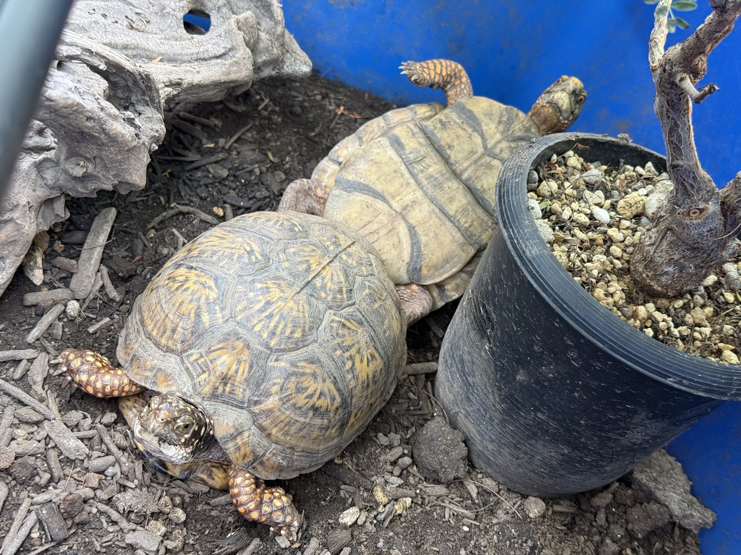 わが家で飼育しているカメ