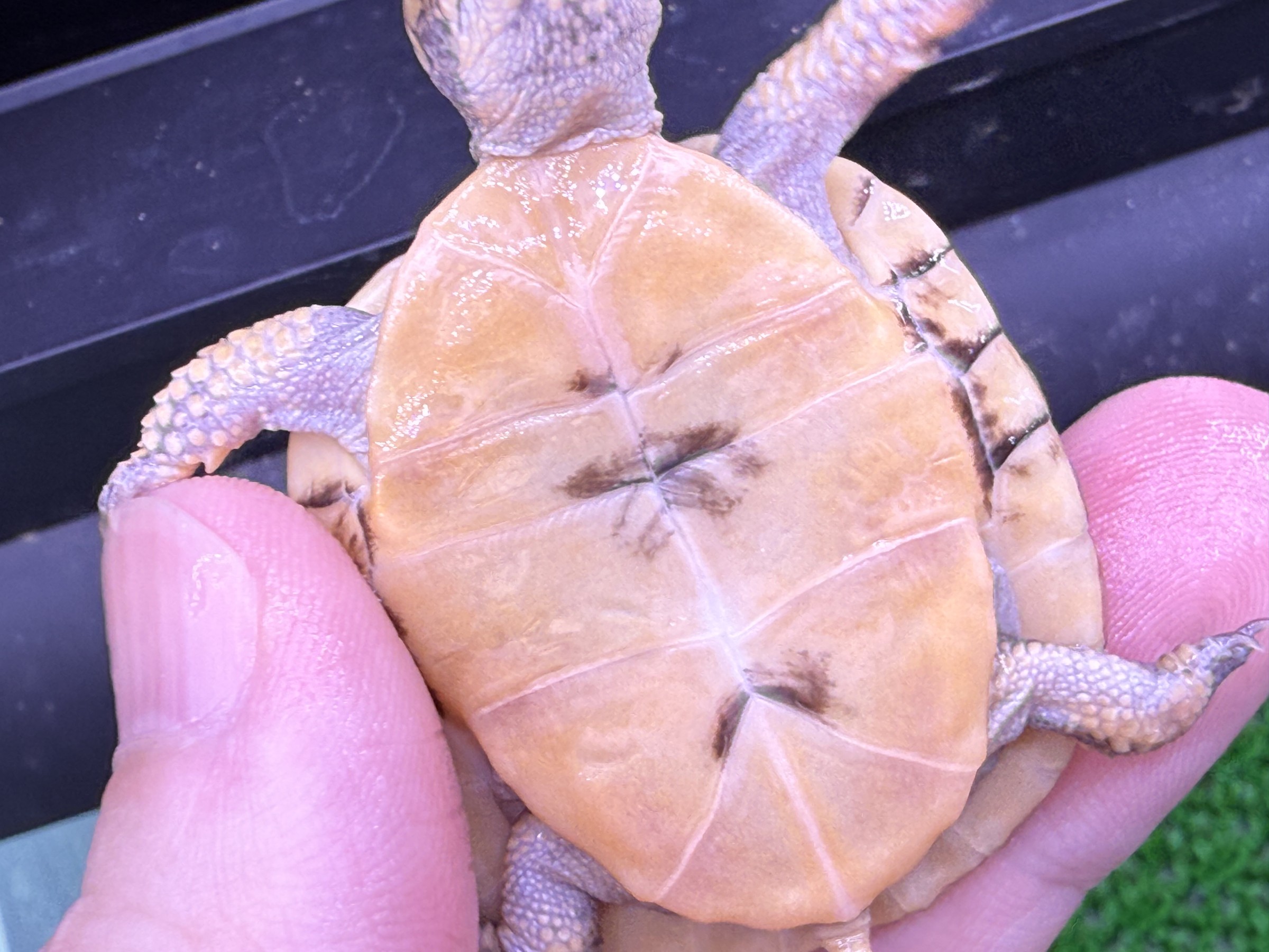 わが家で飼育しているカメ