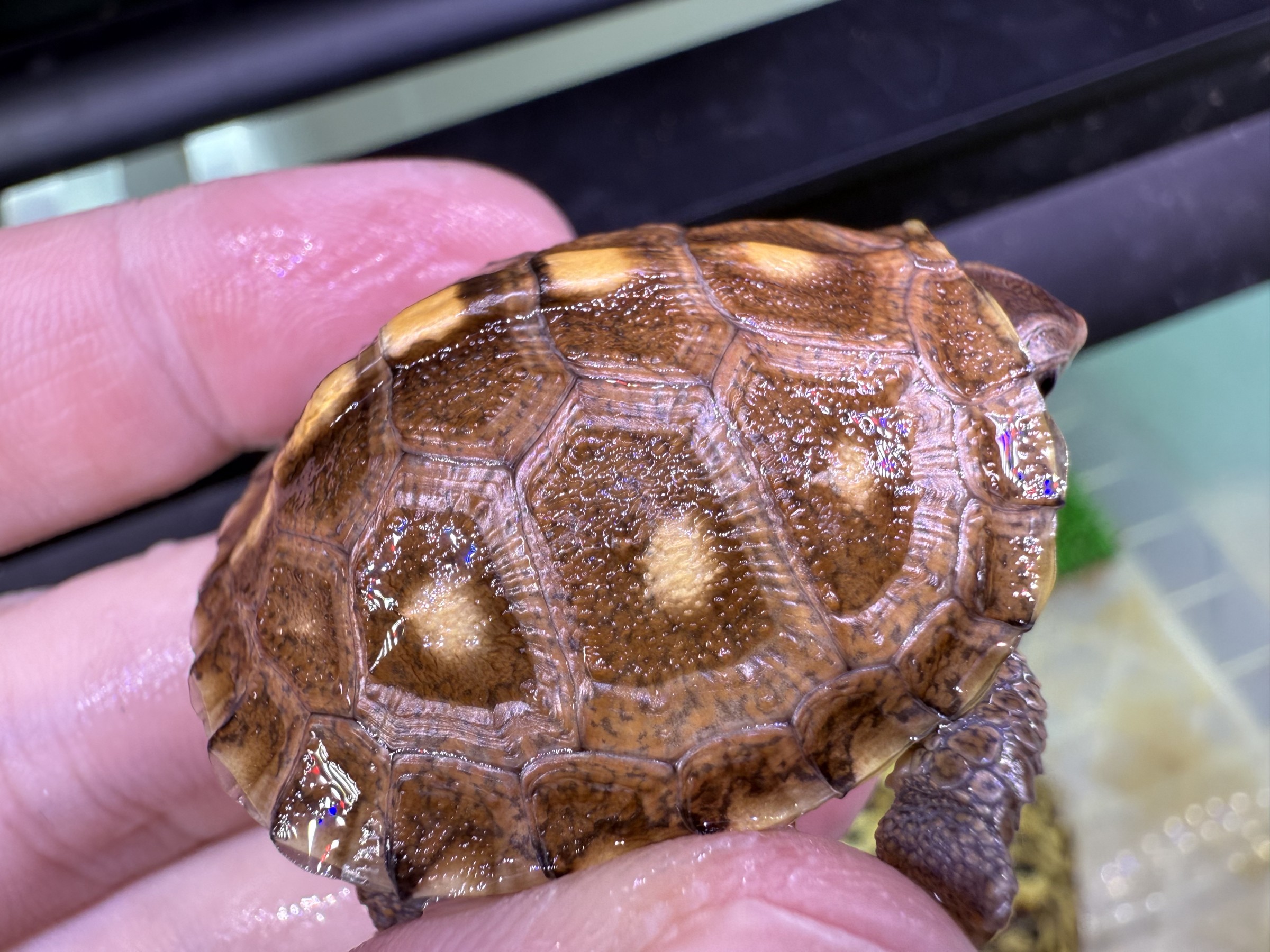 わが家で飼育しているカメ