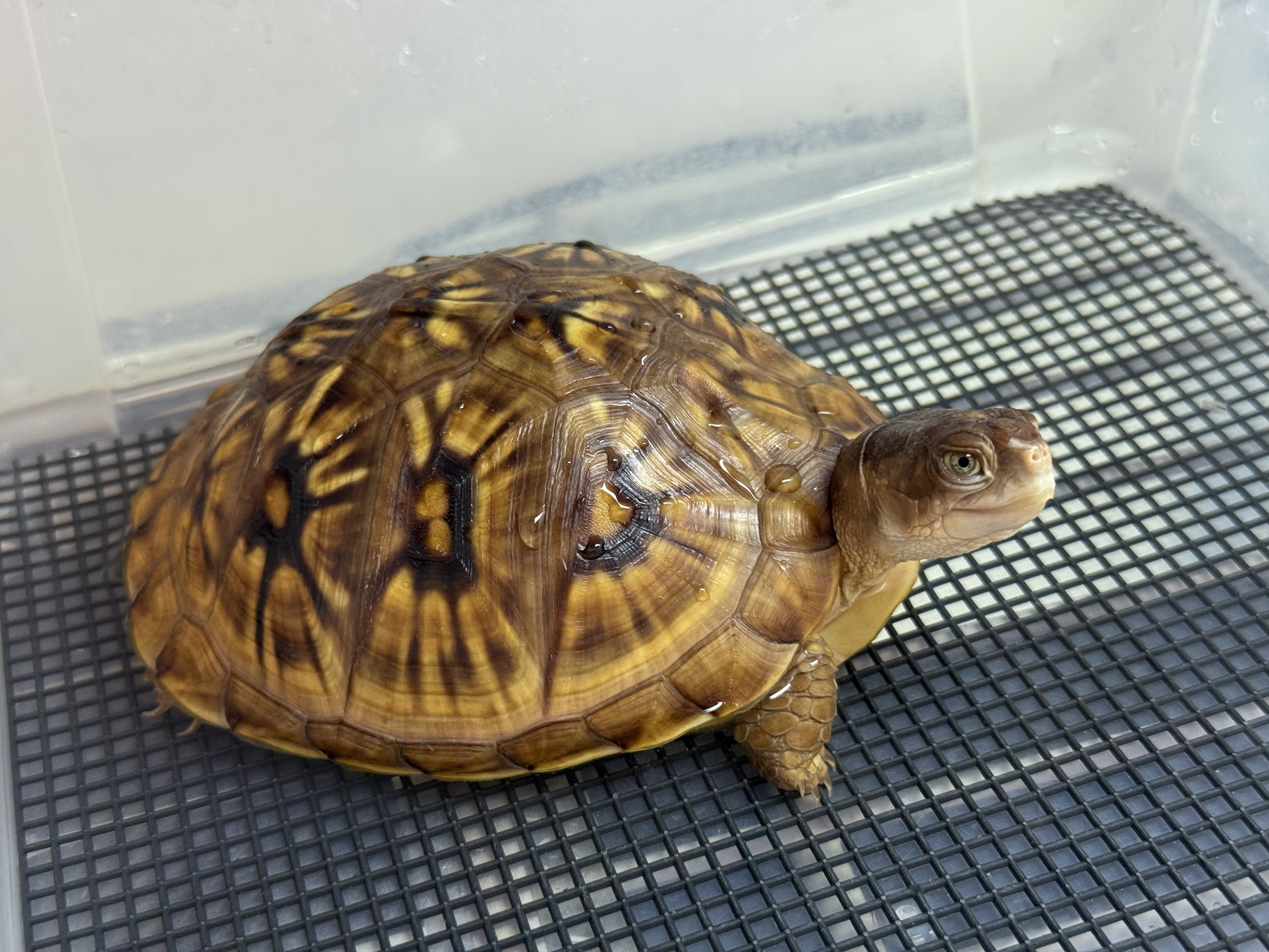 わが家で飼育しているカメ