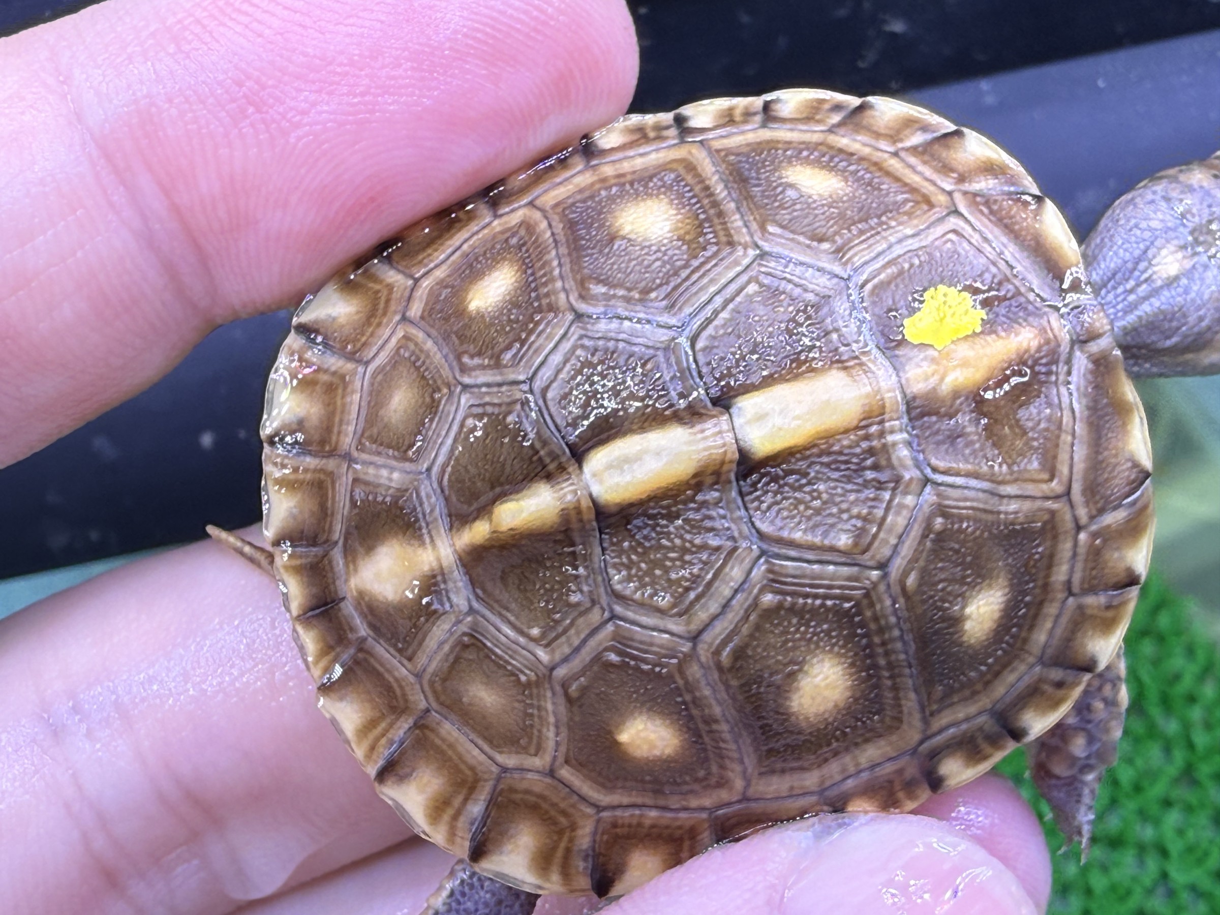 わが家で飼育しているカメ