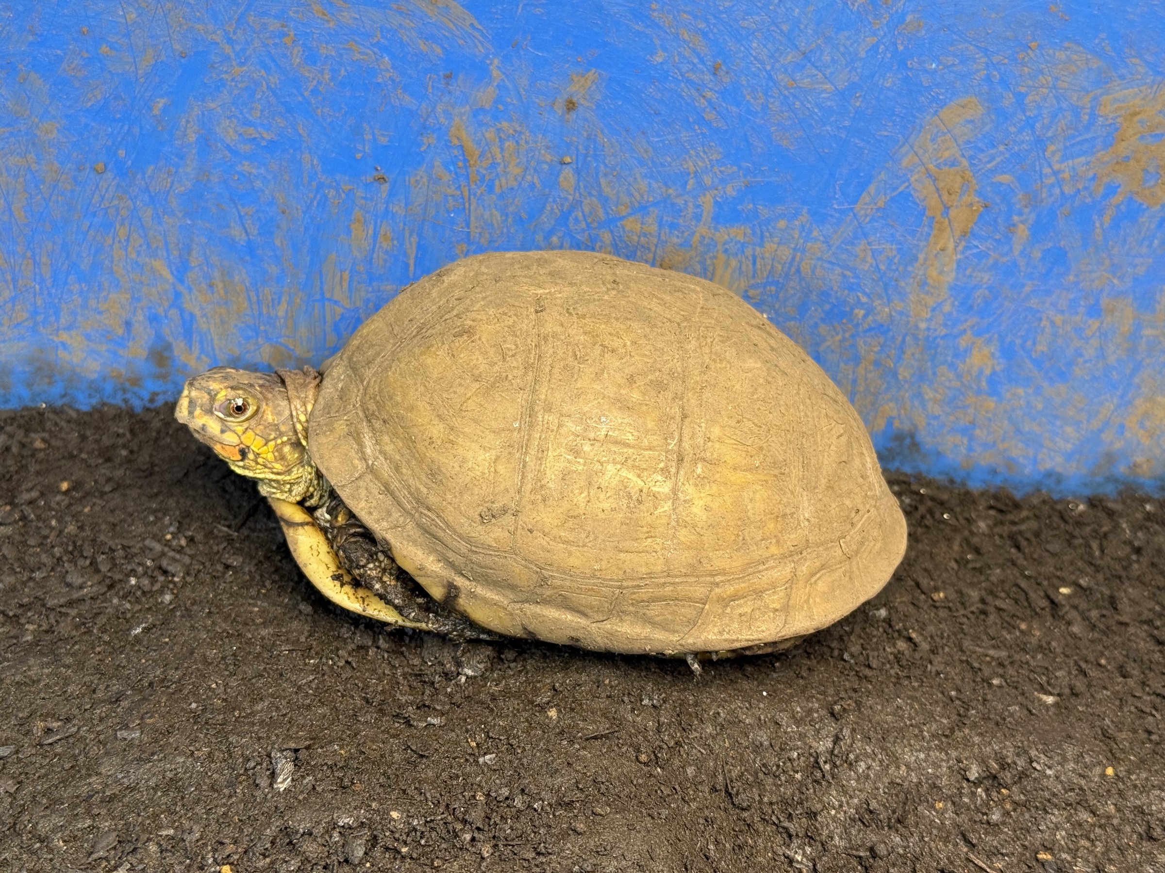 わが家で飼育しているカメ