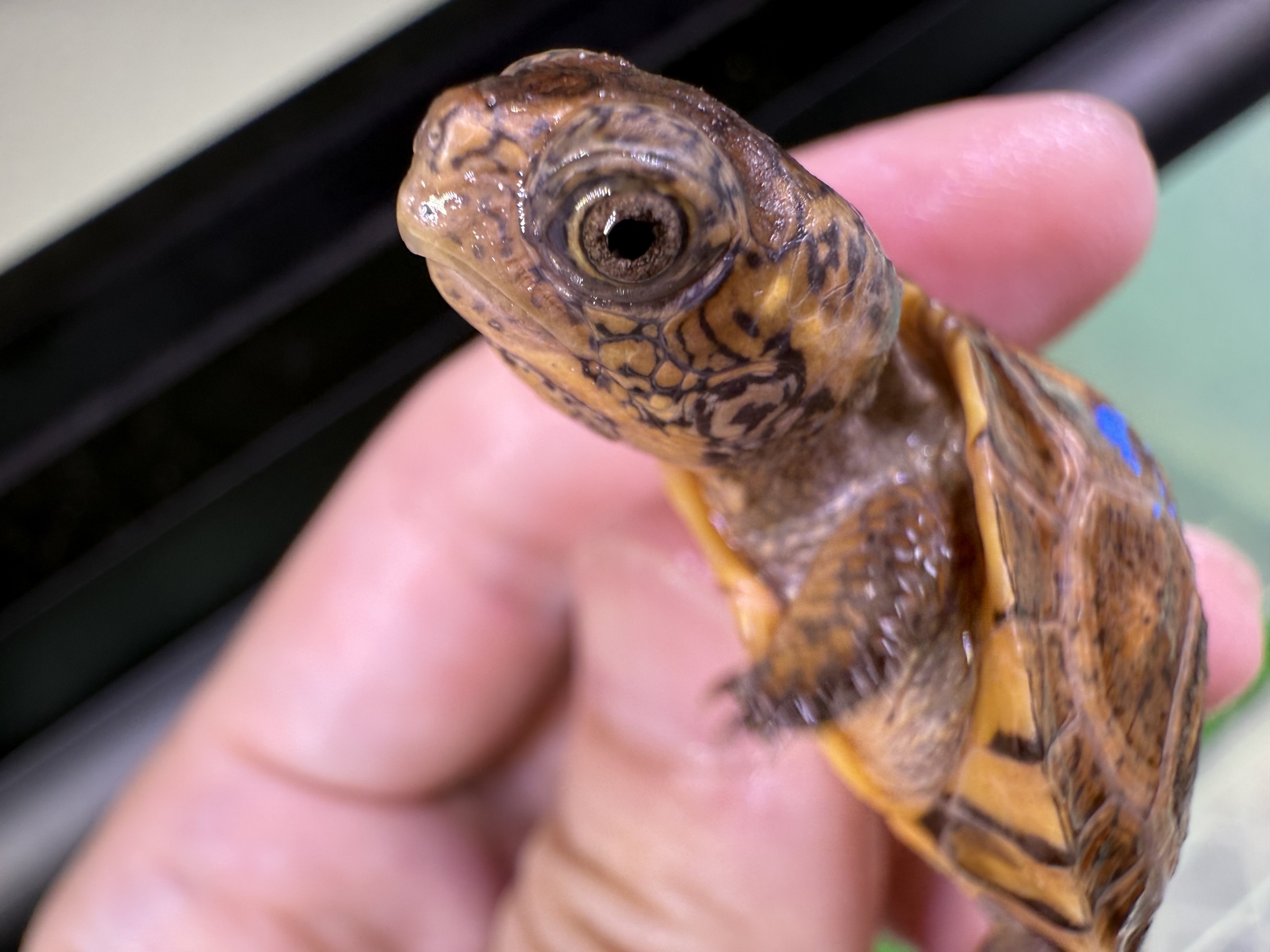 わが家で飼育しているカメ