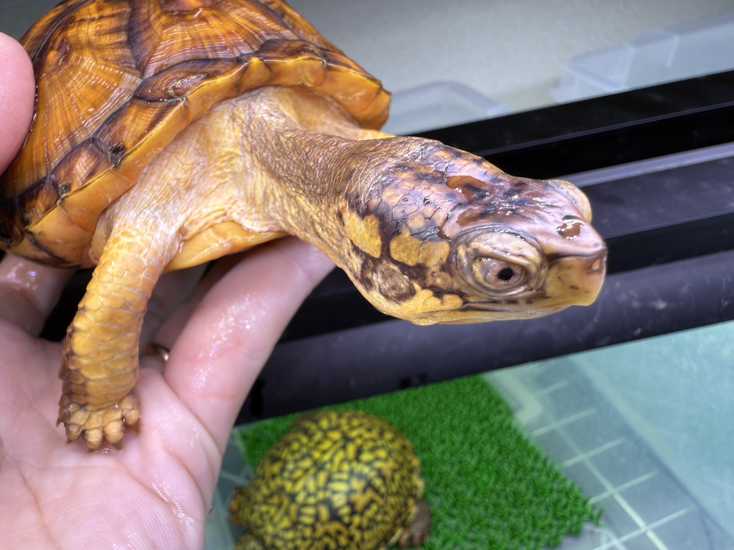 わが家で飼育しているカメ