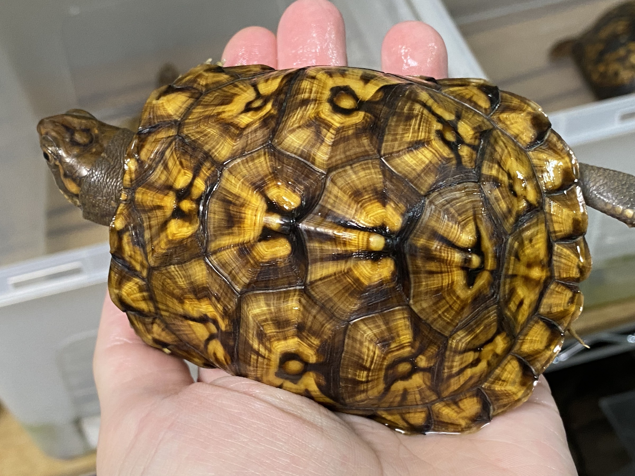 わが家で飼育しているカメ