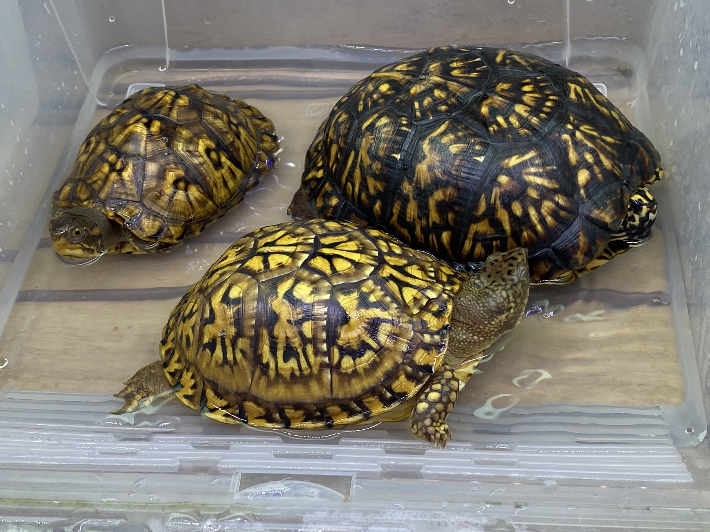 わが家で飼育しているカメ