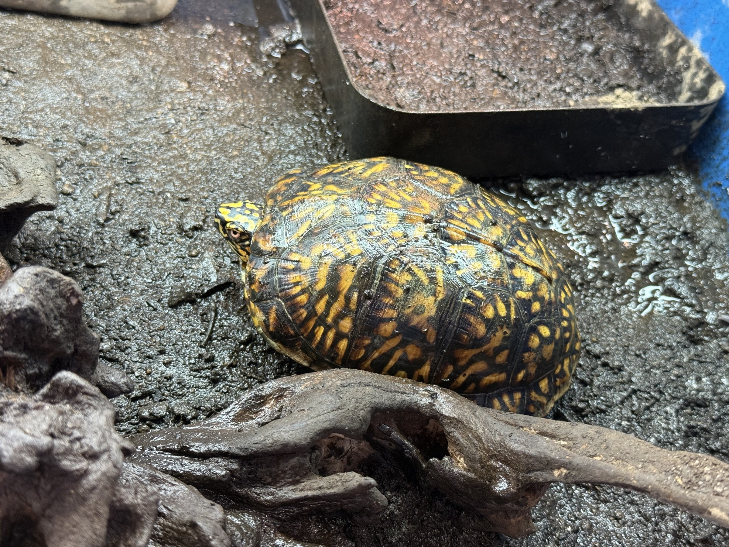 わが家で飼育しているカメ