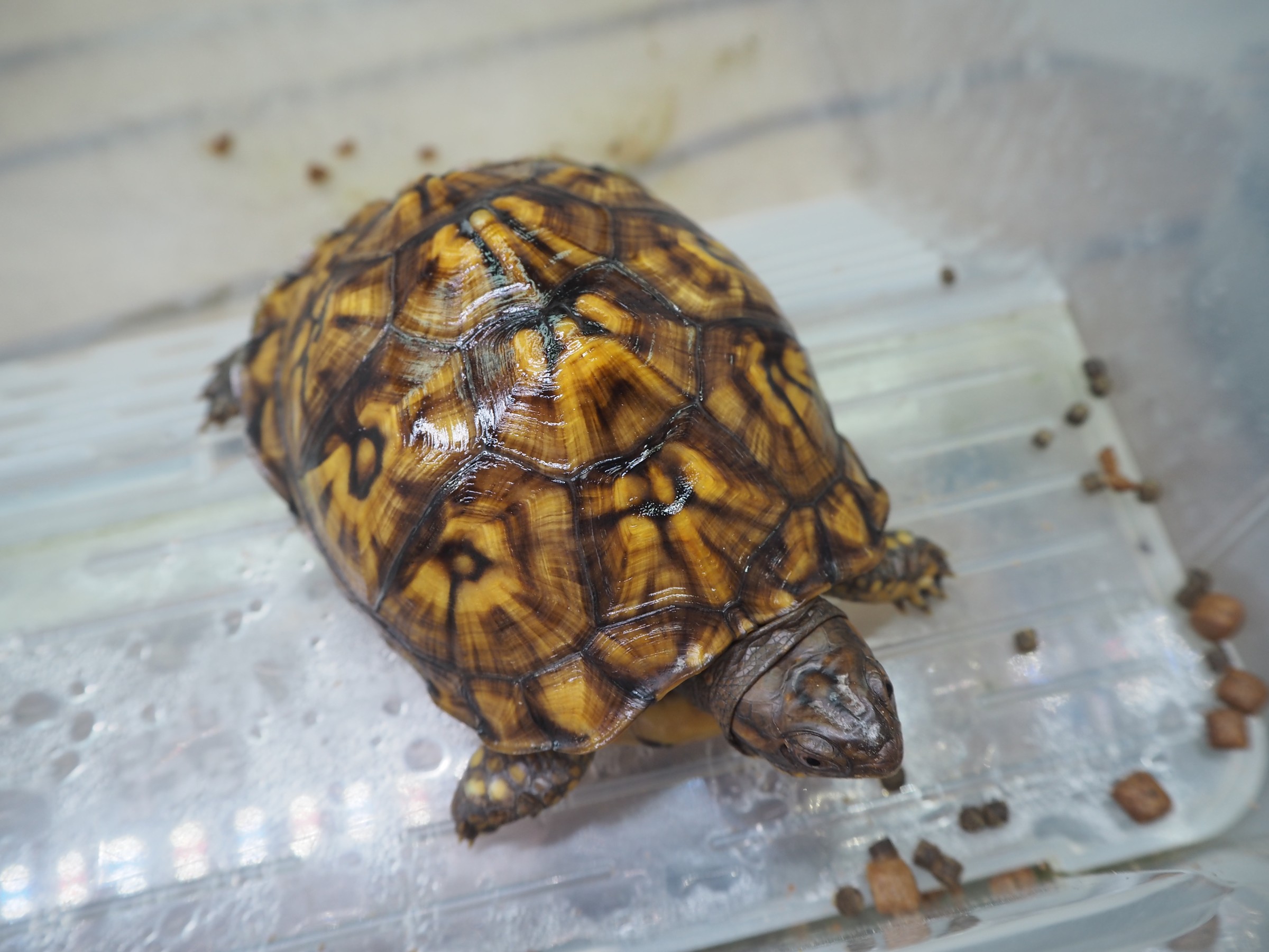 わが家で飼育しているカメ