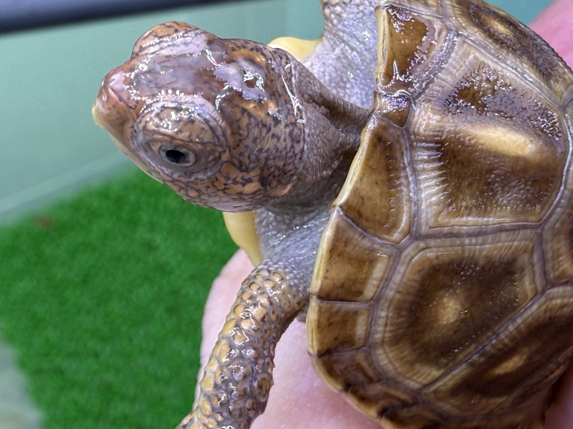 わが家で飼育しているカメ