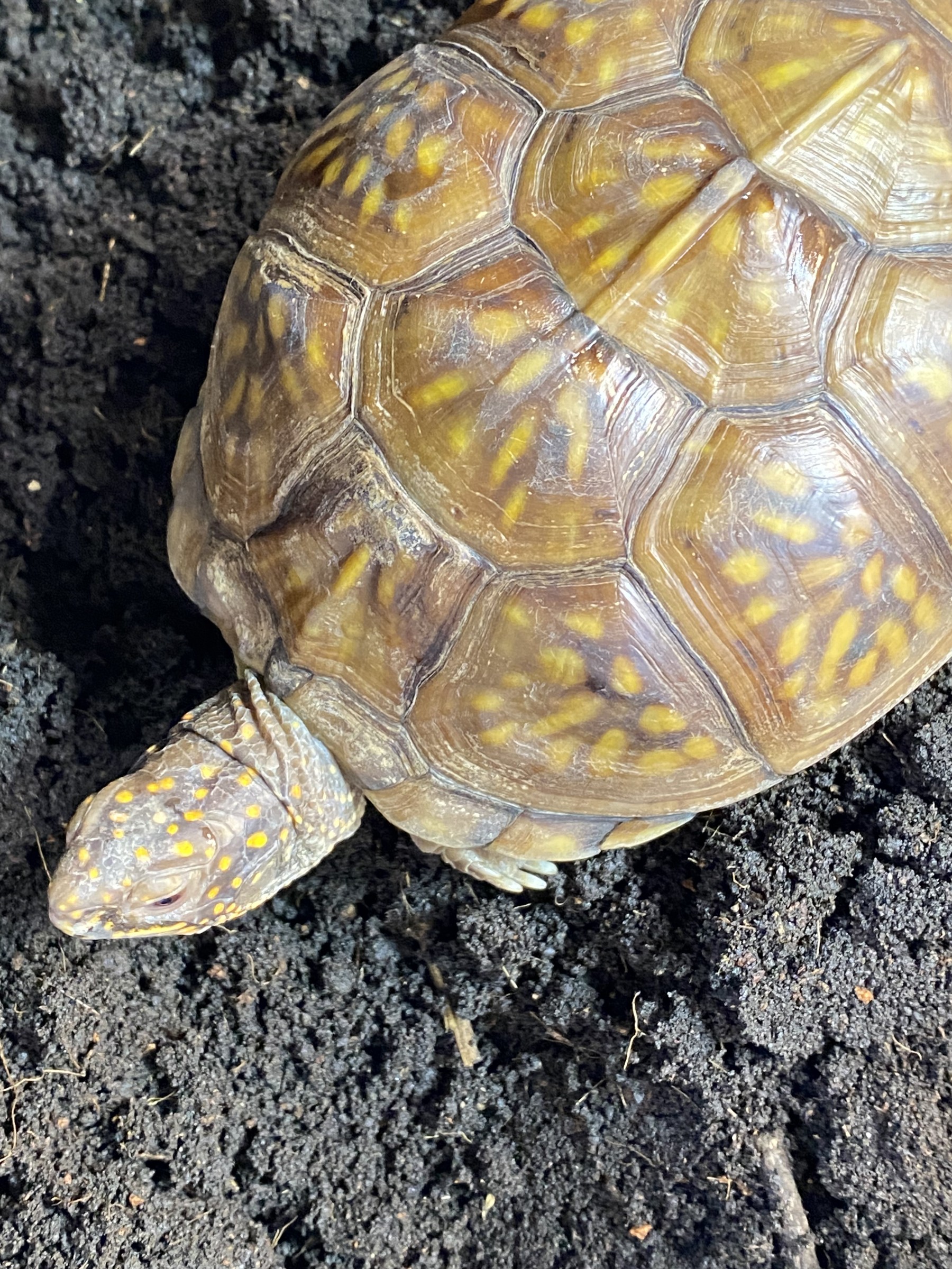 わが家で飼育しているカメ