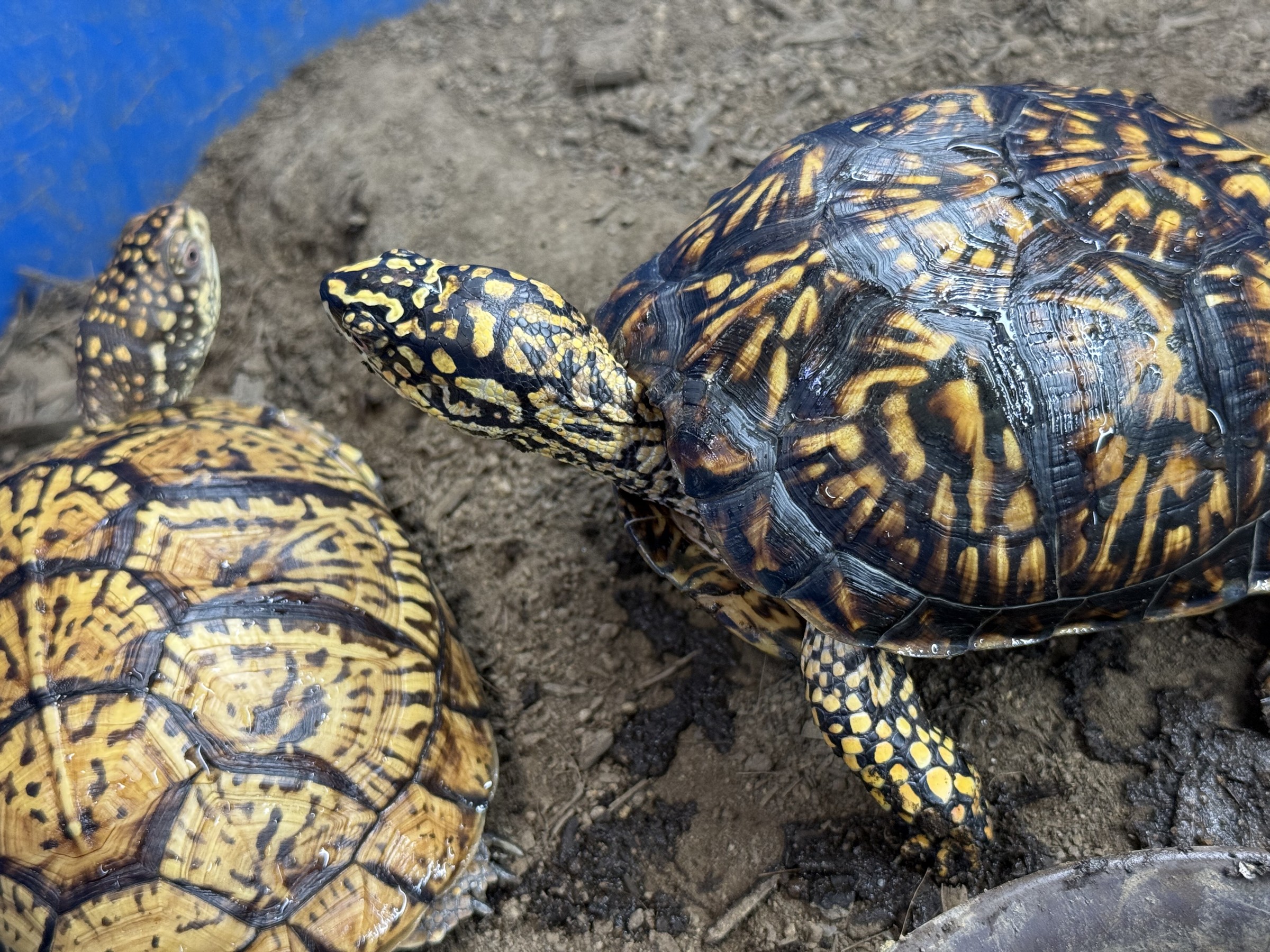 わが家で飼育しているカメ