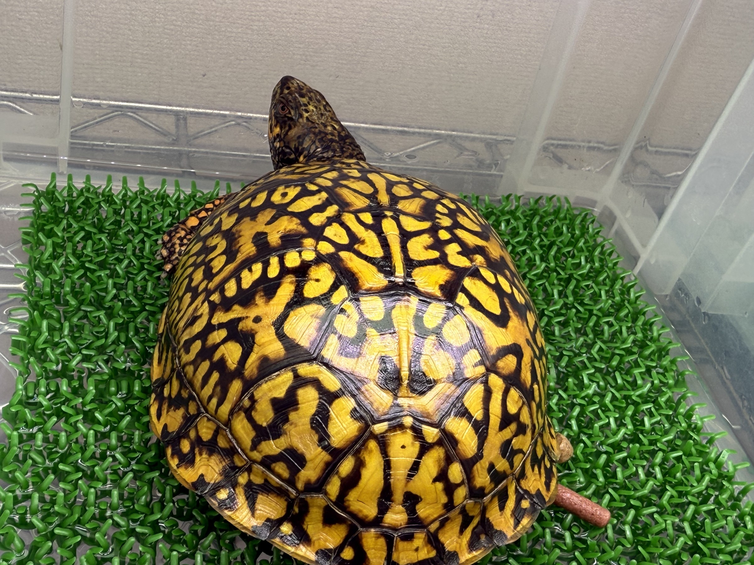 わが家で飼育しているカメ
