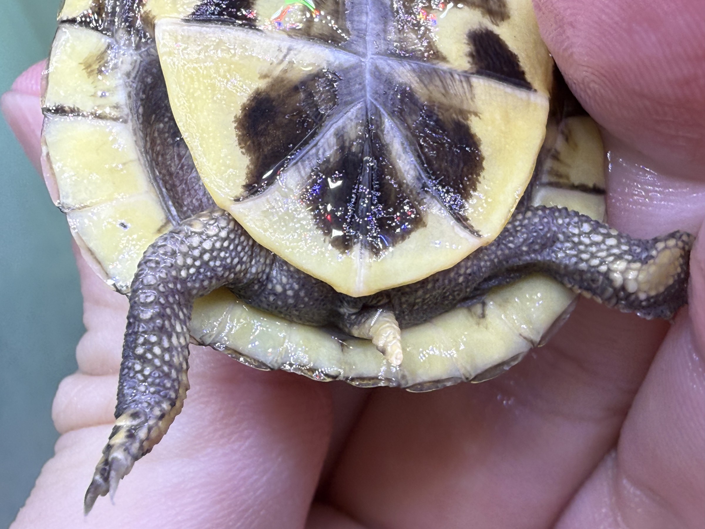 わが家で飼育しているカメ