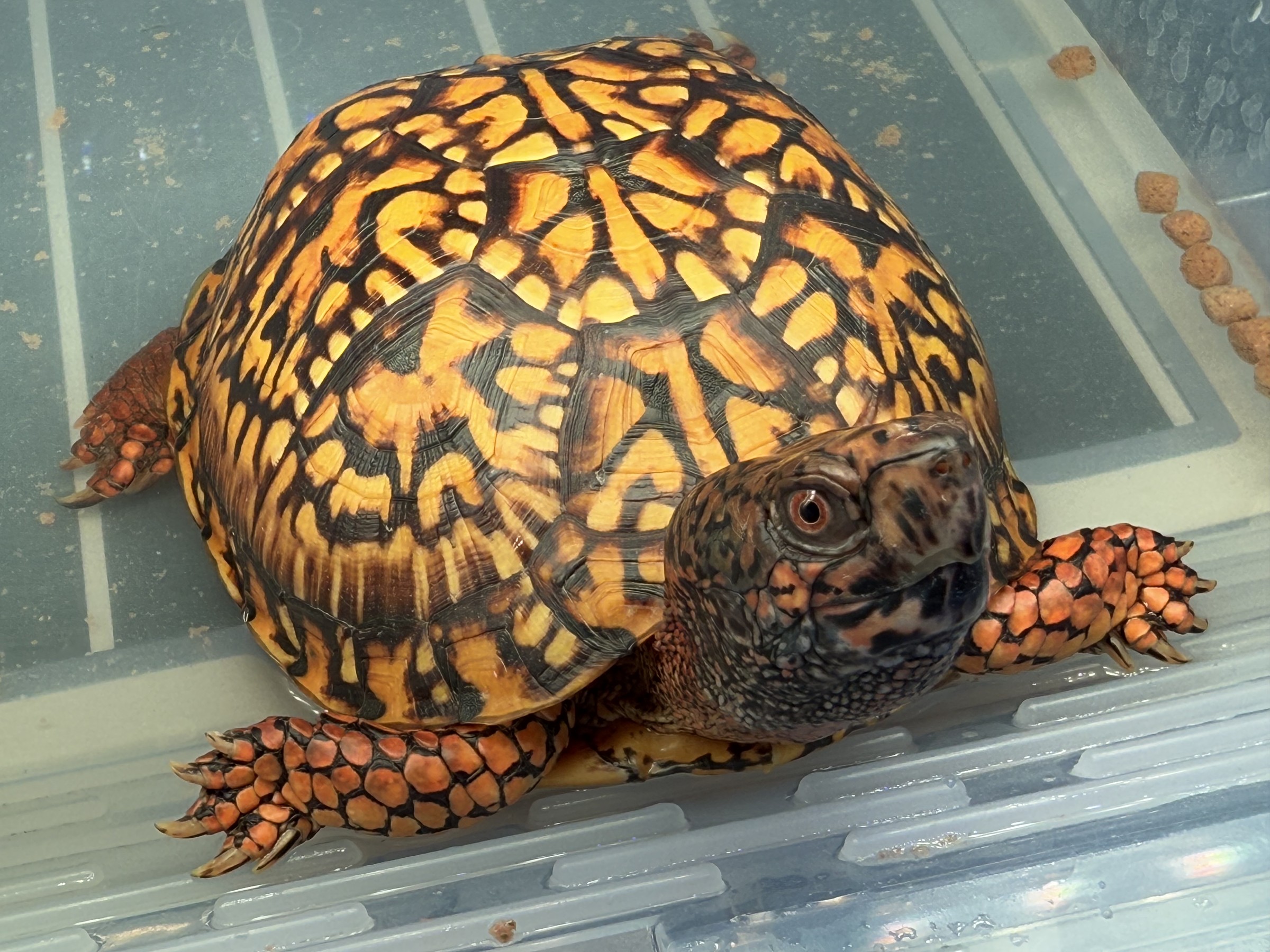 わが家で飼育しているカメ