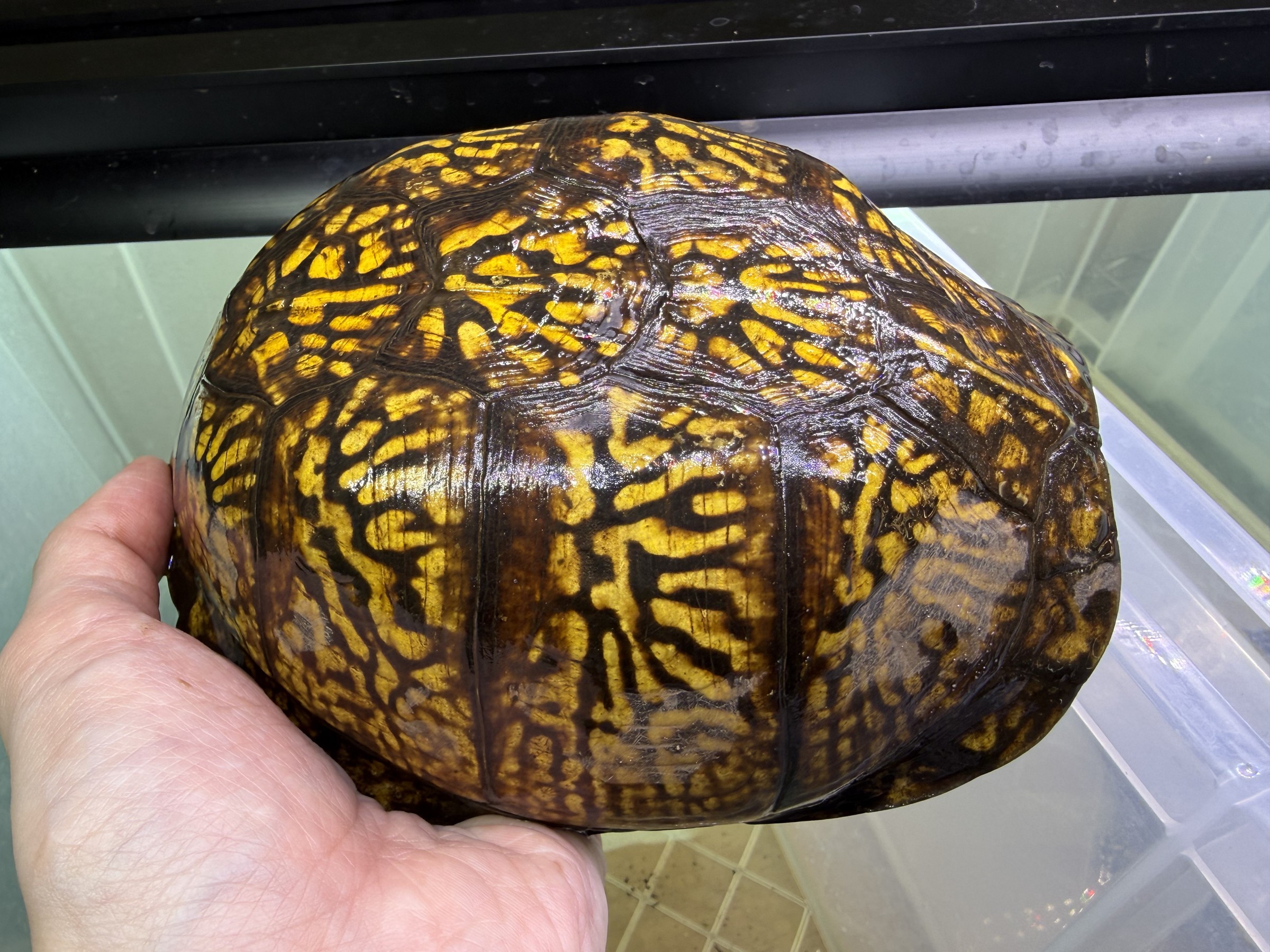 わが家で飼育しているカメ
