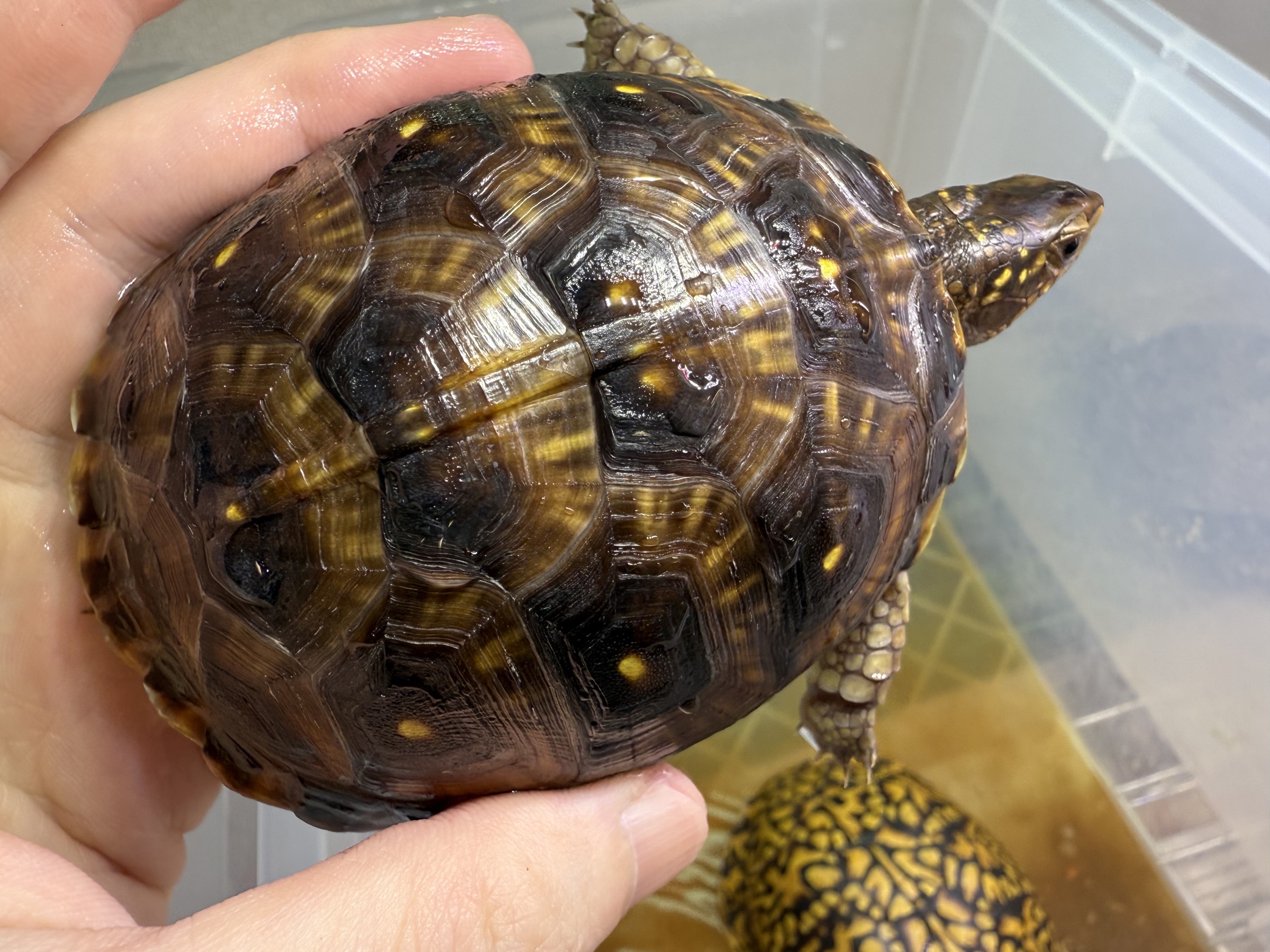わが家で飼育しているカメ