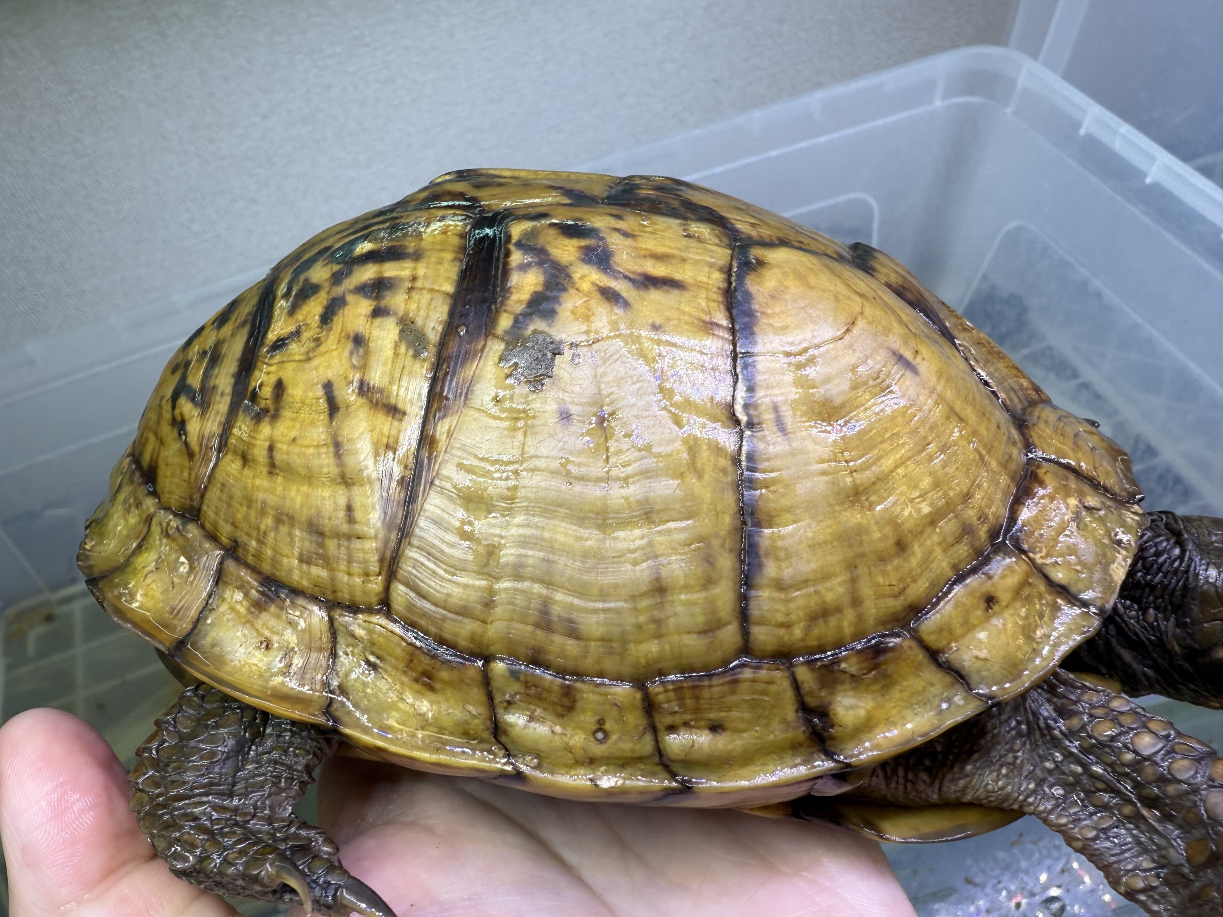 わが家で飼育しているカメ