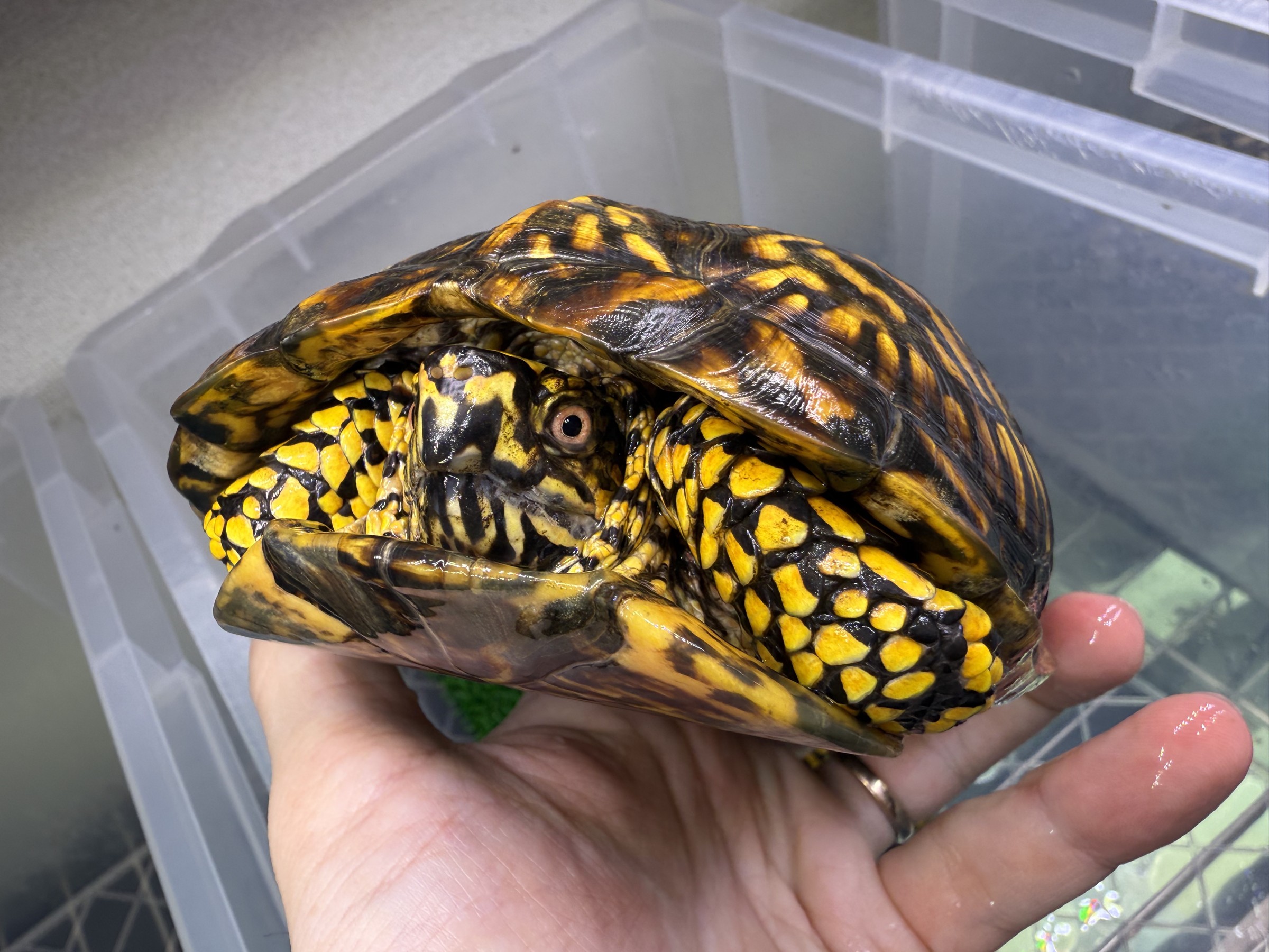 わが家で飼育しているカメ