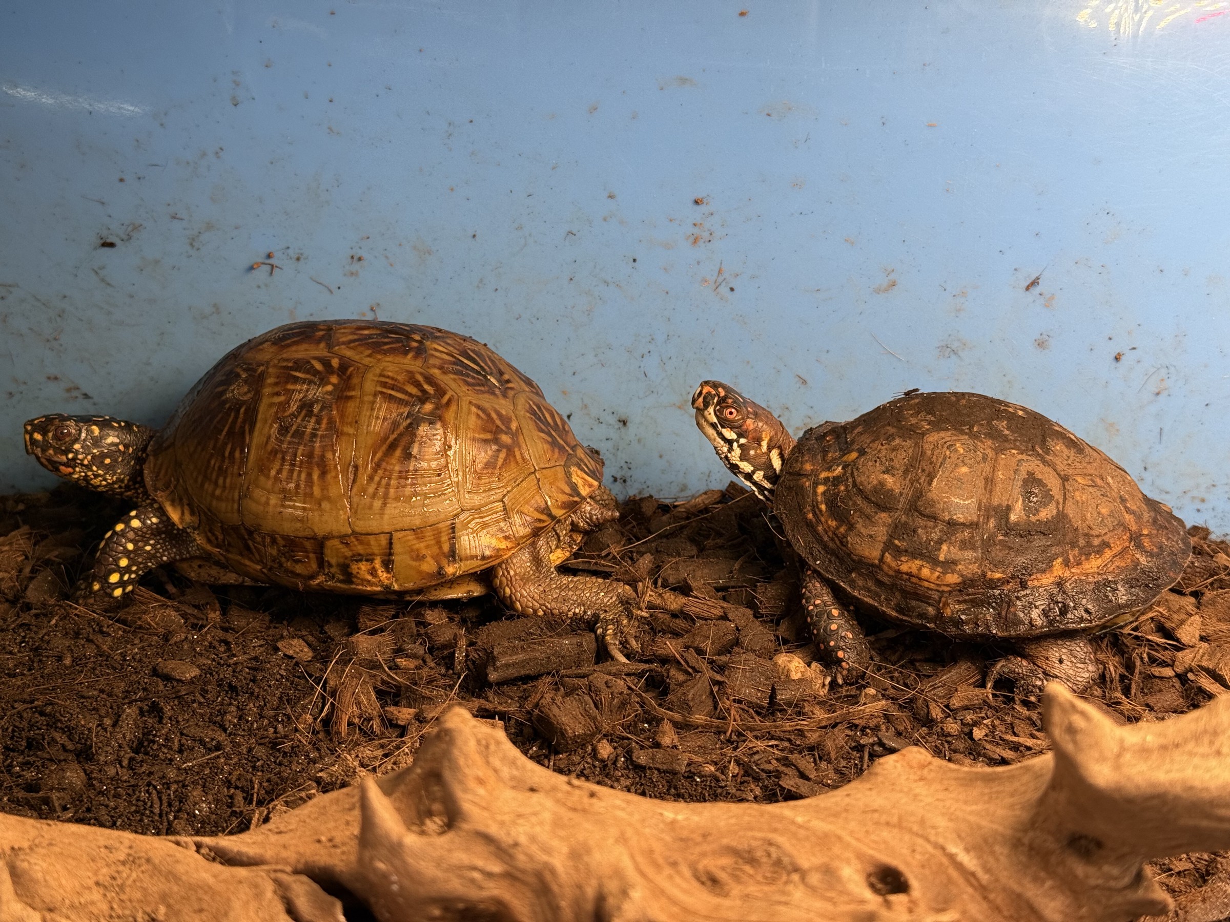 わが家で飼育しているカメ