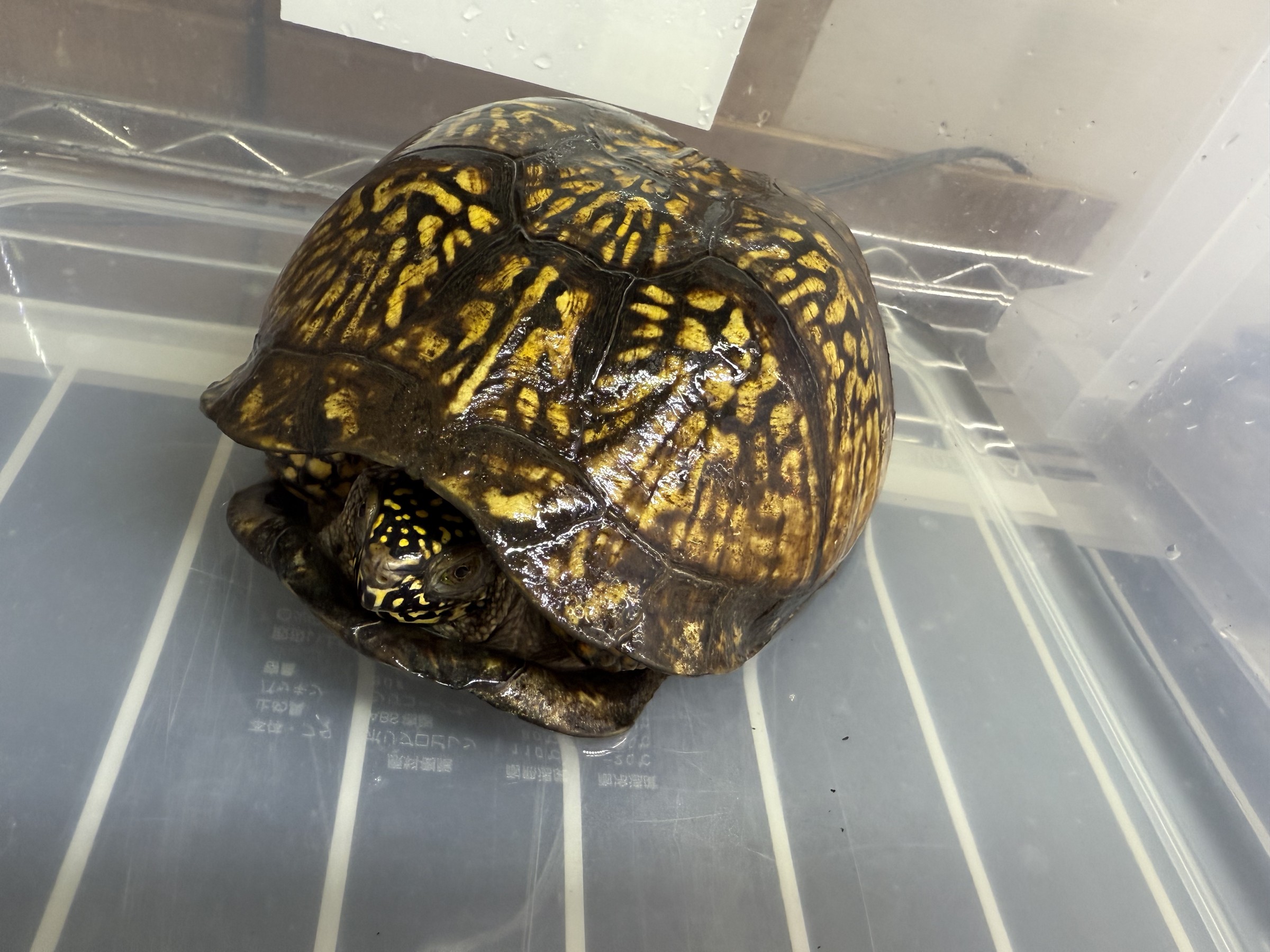 わが家で飼育しているカメ