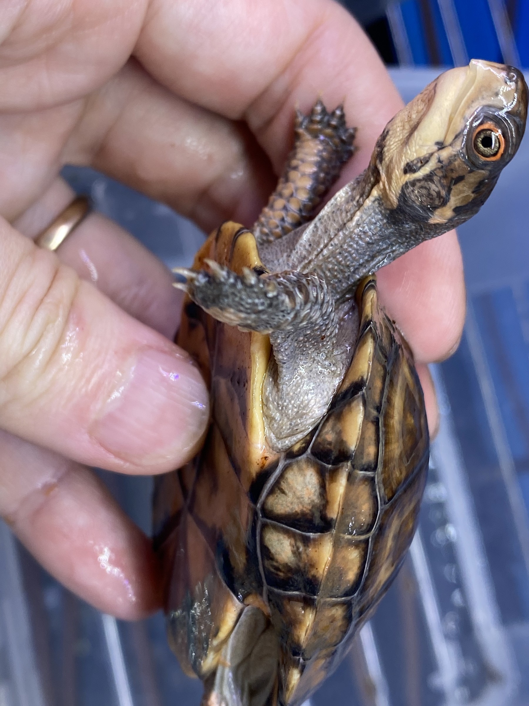 わが家で飼育しているカメ