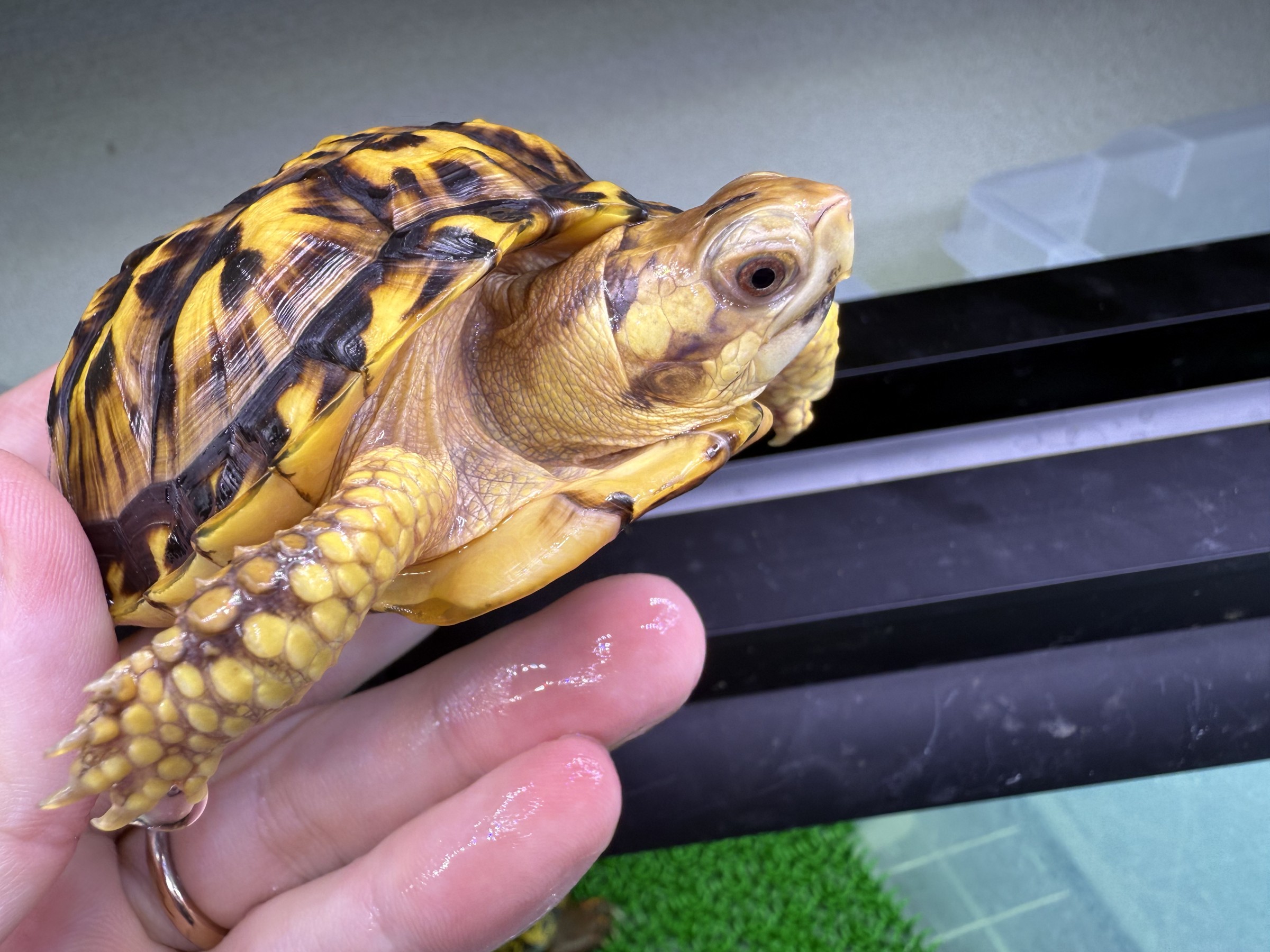 わが家で飼育しているカメ