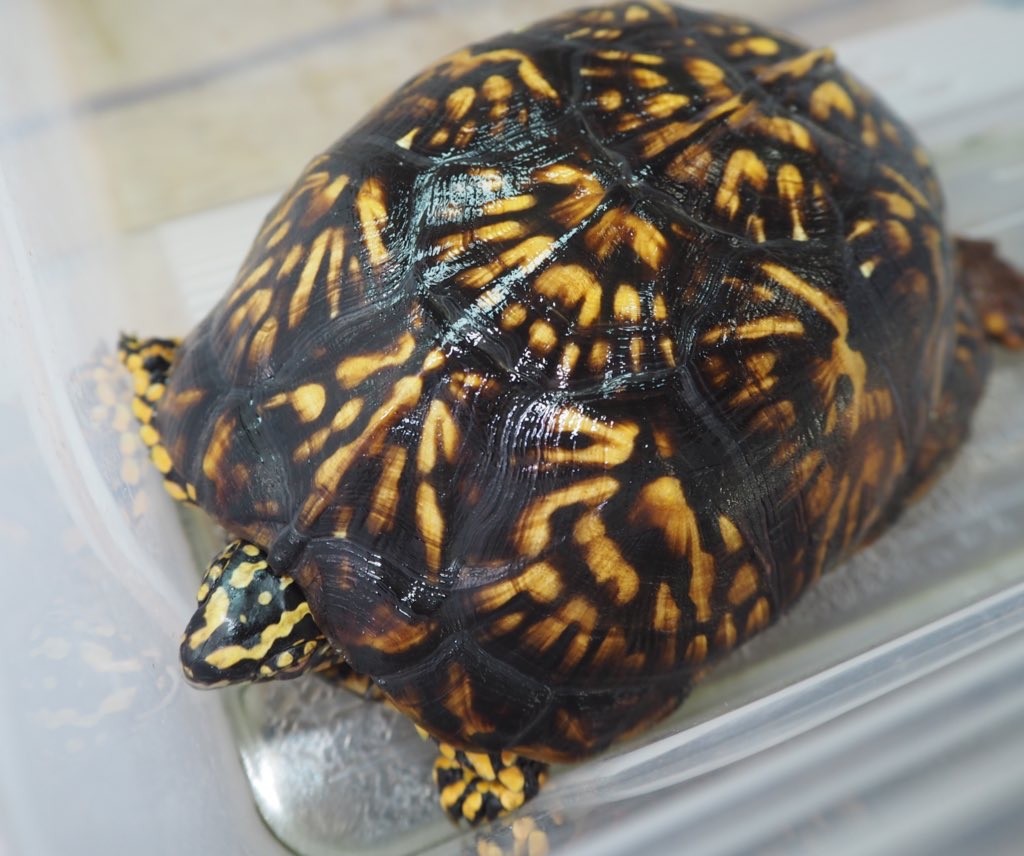 わが家で飼育しているカメ