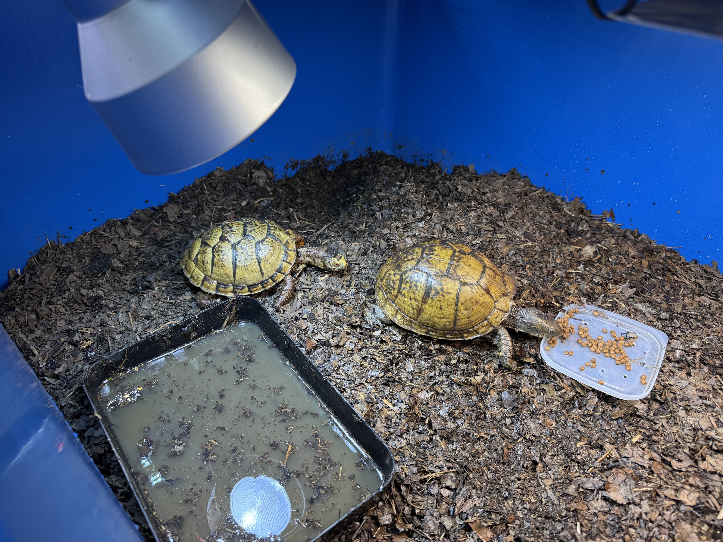 わが家で飼育しているカメ
