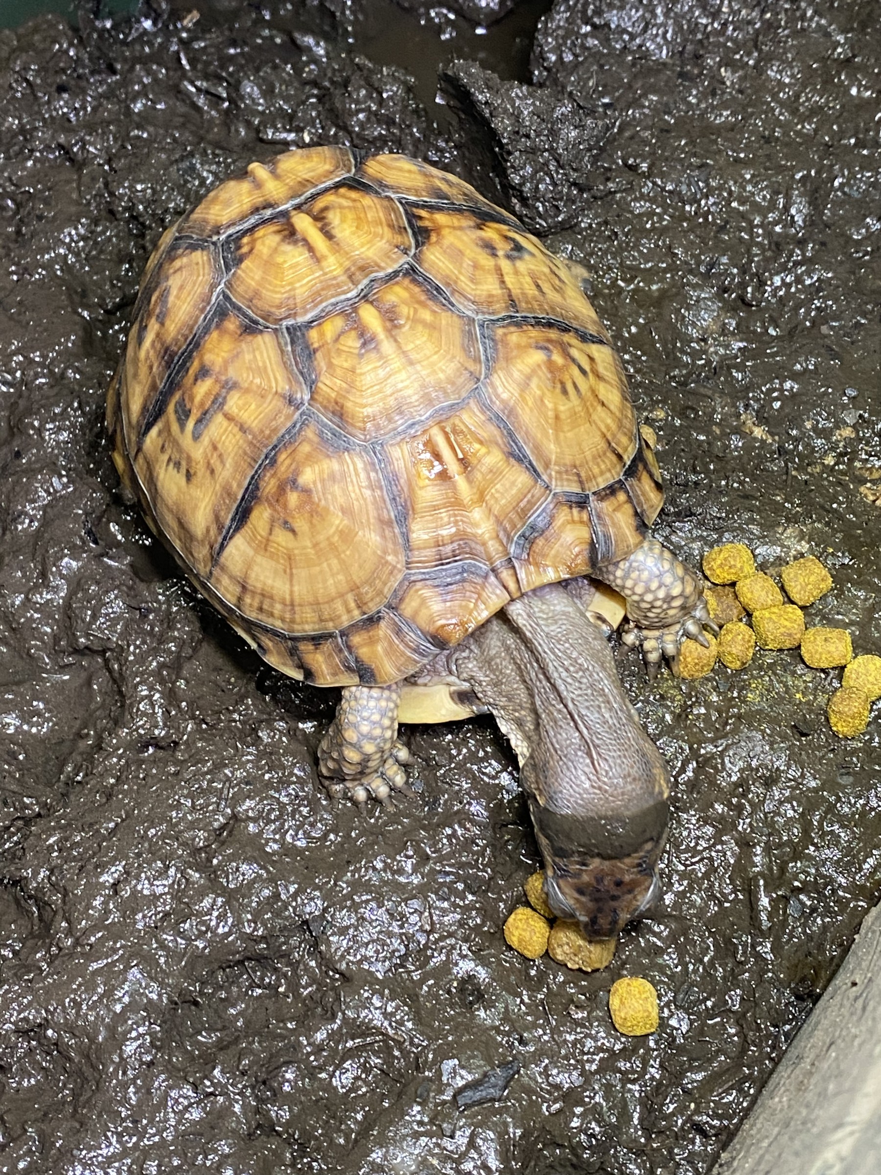 わが家で飼育しているカメ