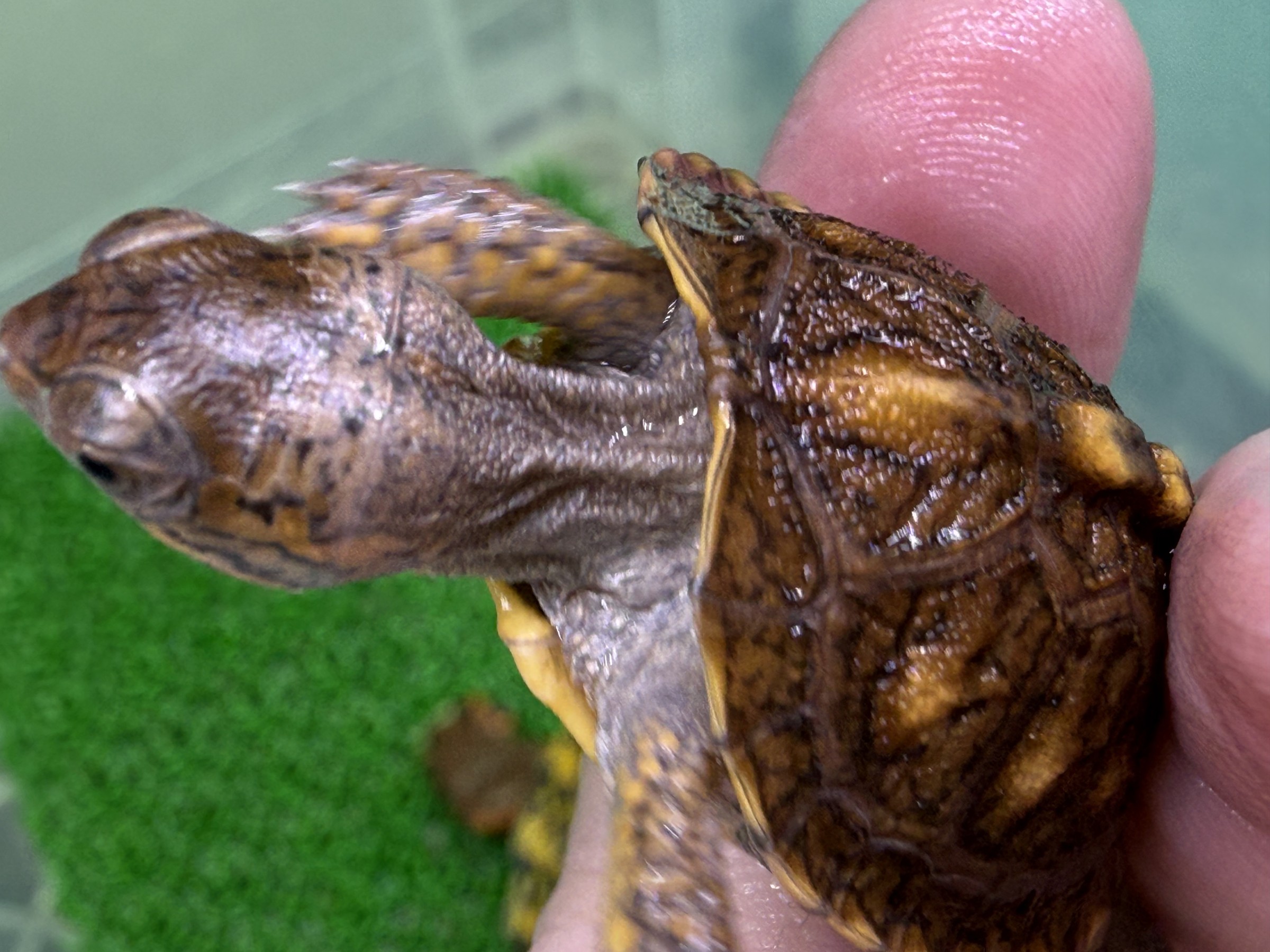 わが家で飼育しているカメ