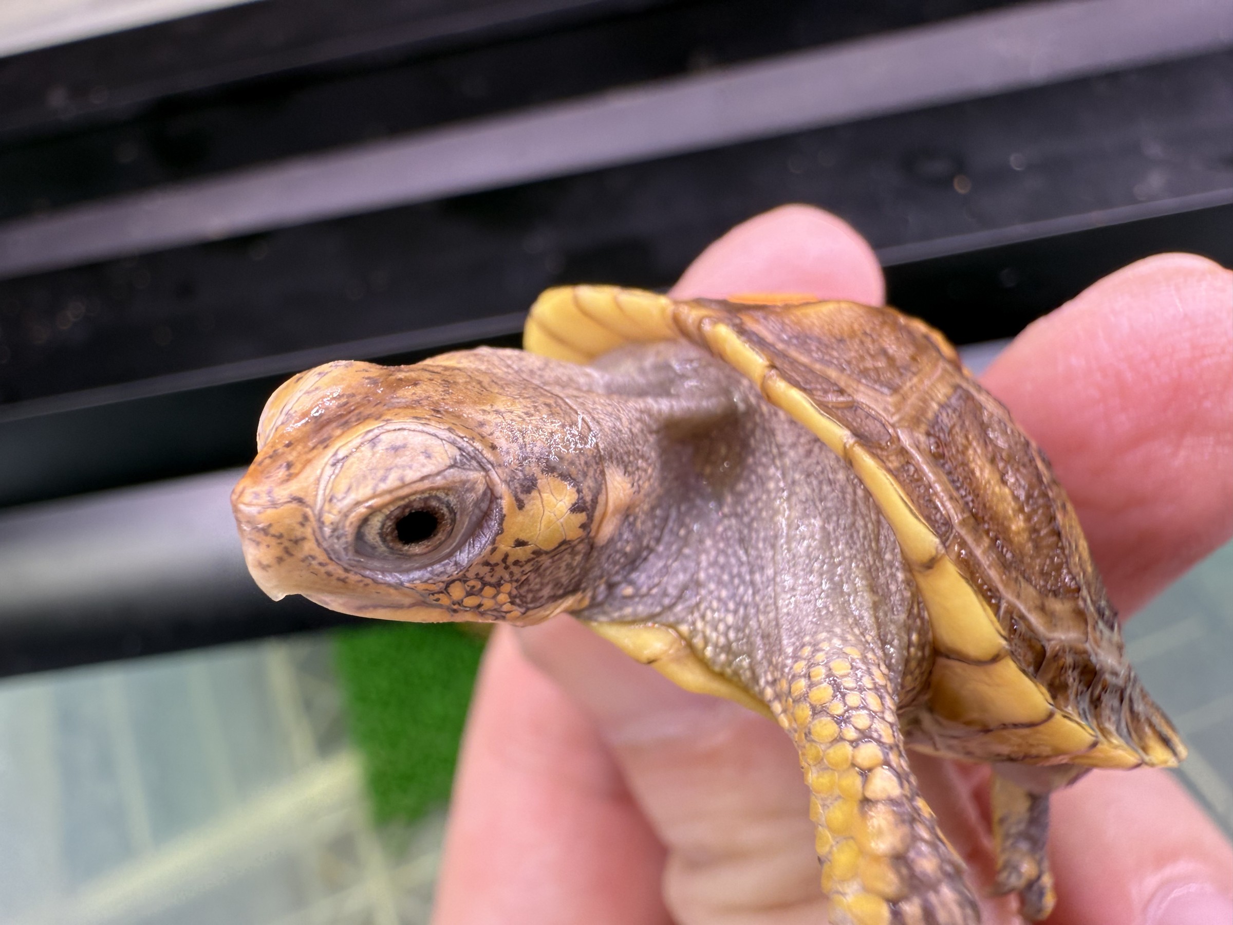 わが家で飼育しているカメ