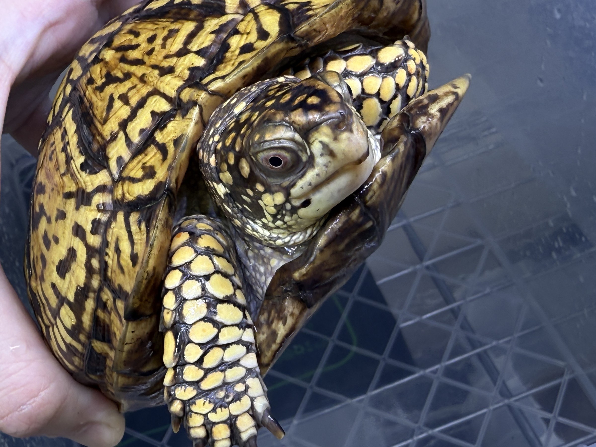 わが家で飼育しているハコガメ
